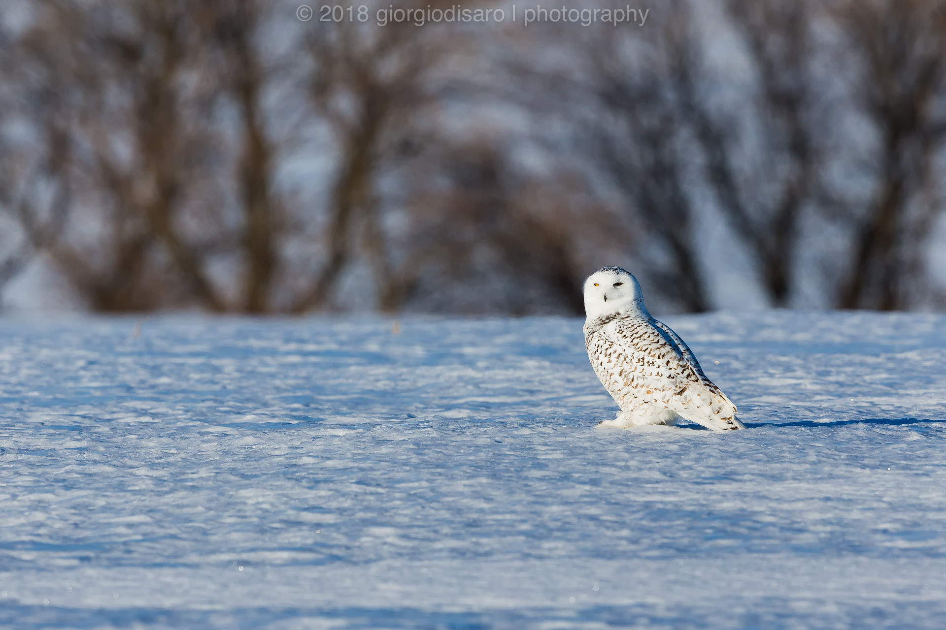 Snowy Owl 8