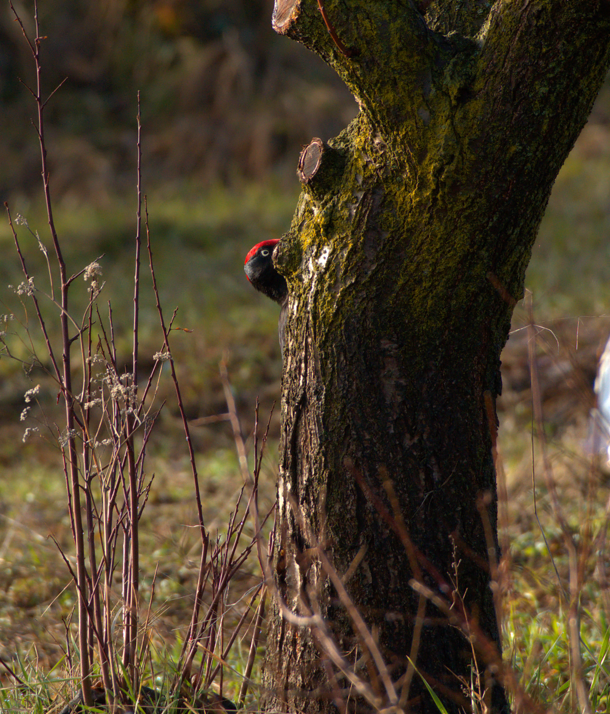 Let's play hide and seek?