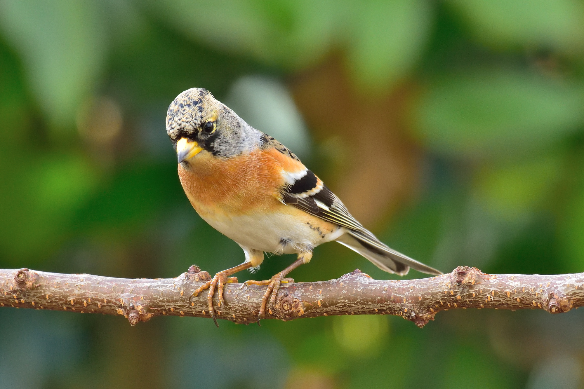 Brambling