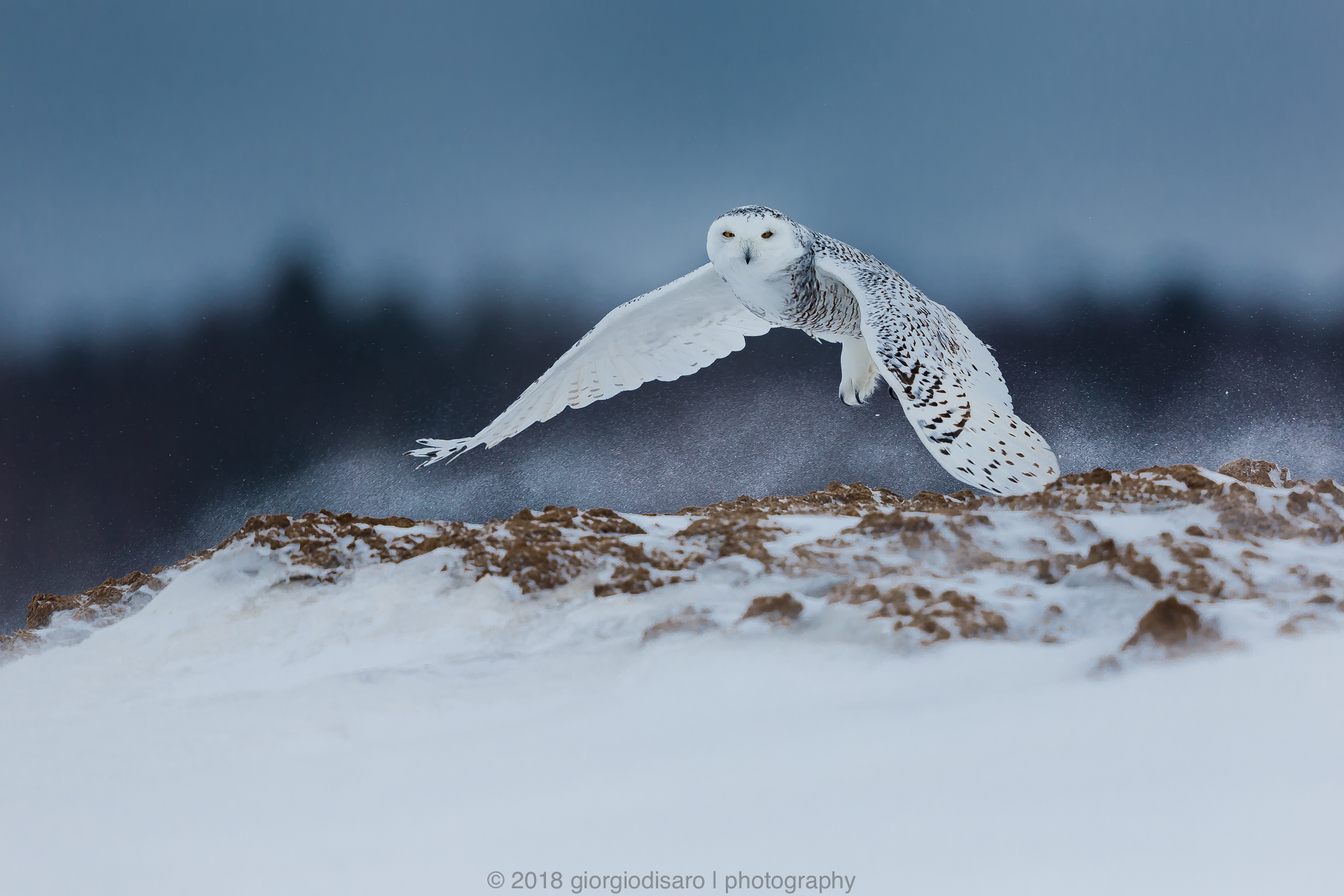 Snowy Owl 9