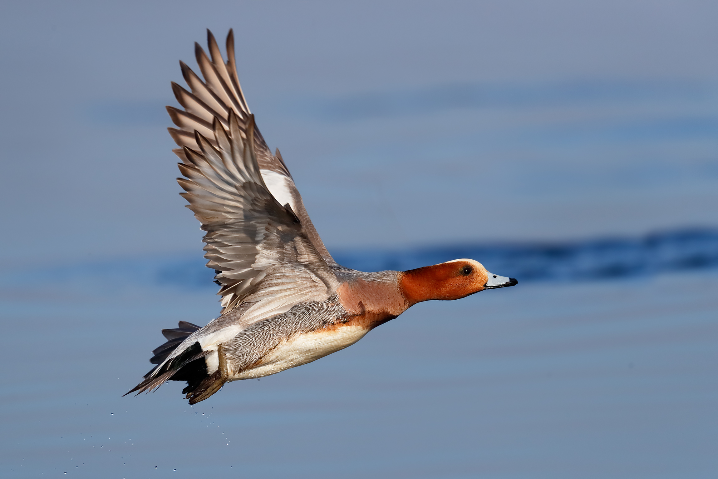 The detachment of the whistle