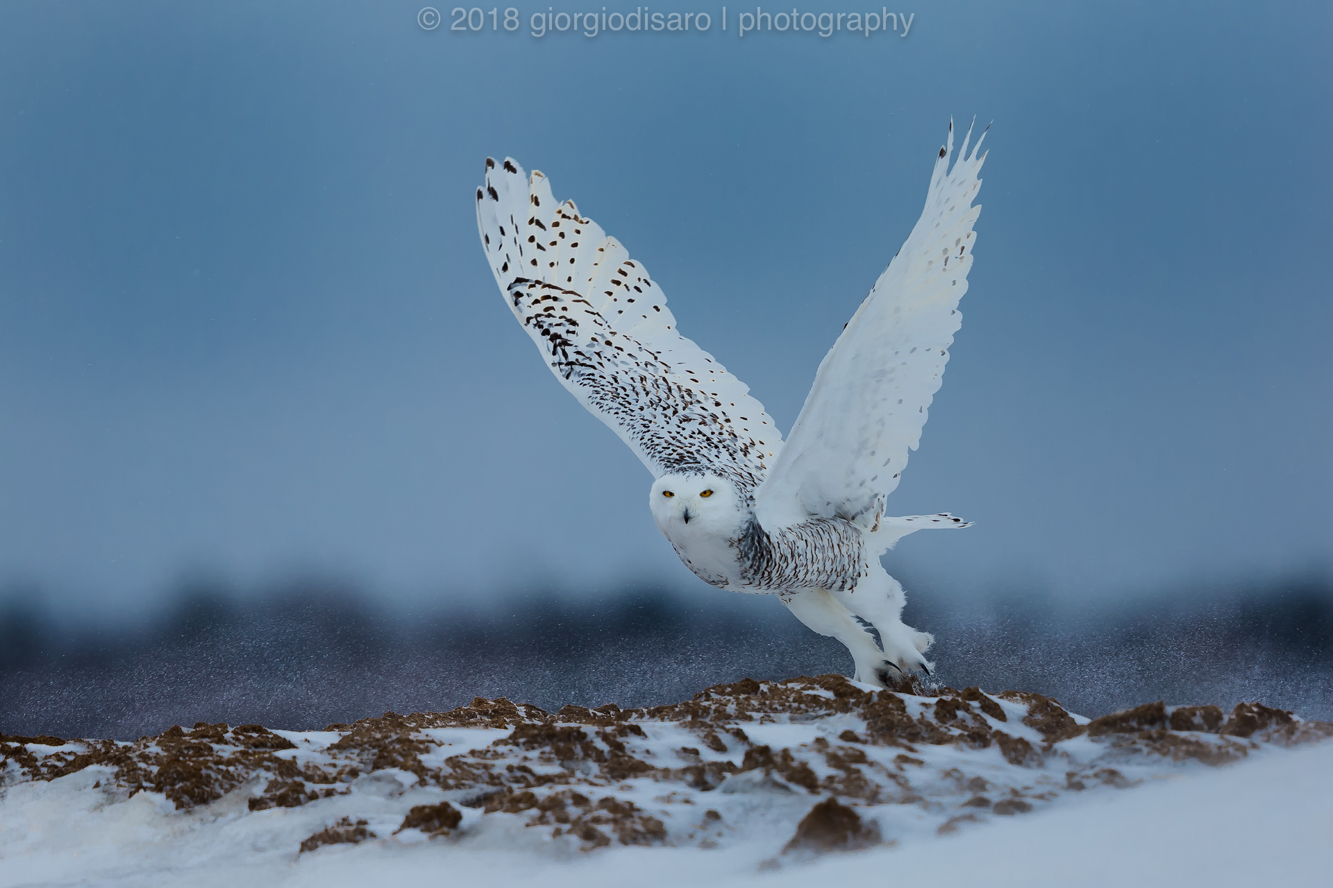 Snowy Owl 10