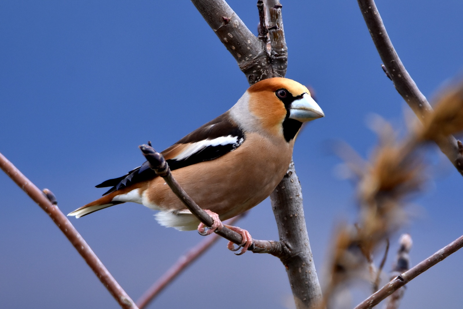 Grosbeak