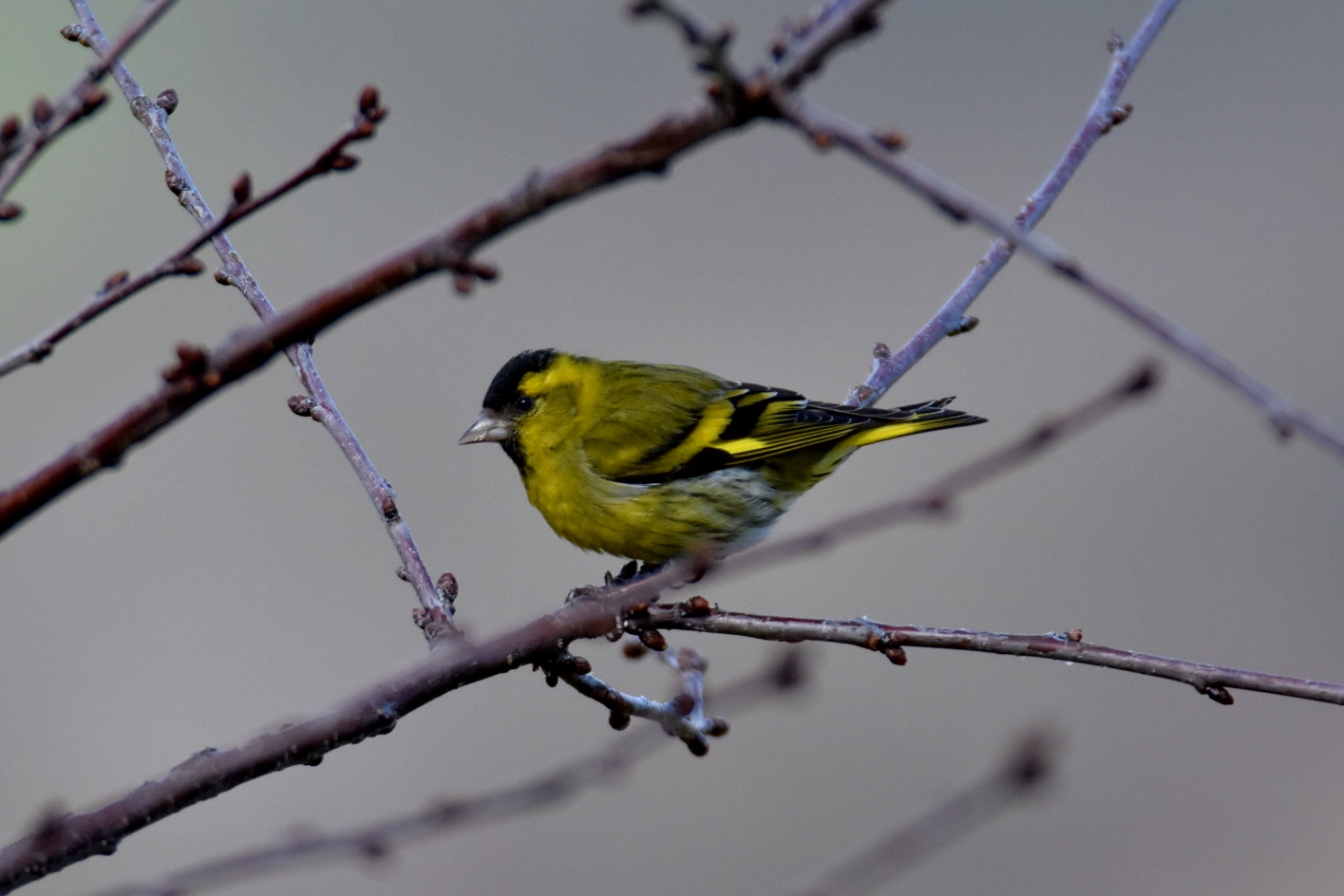 Siskin