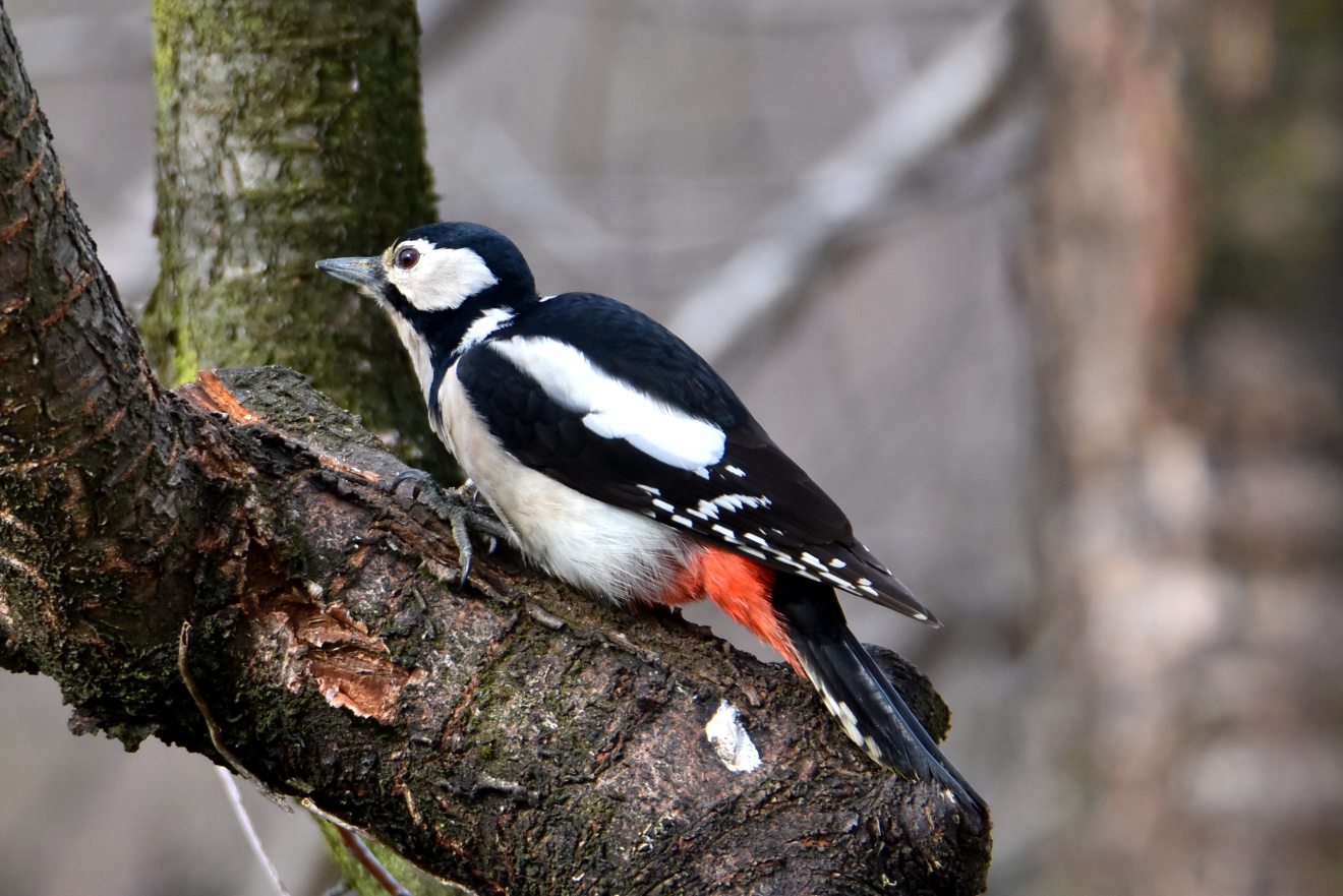 Great spotted woodpecker