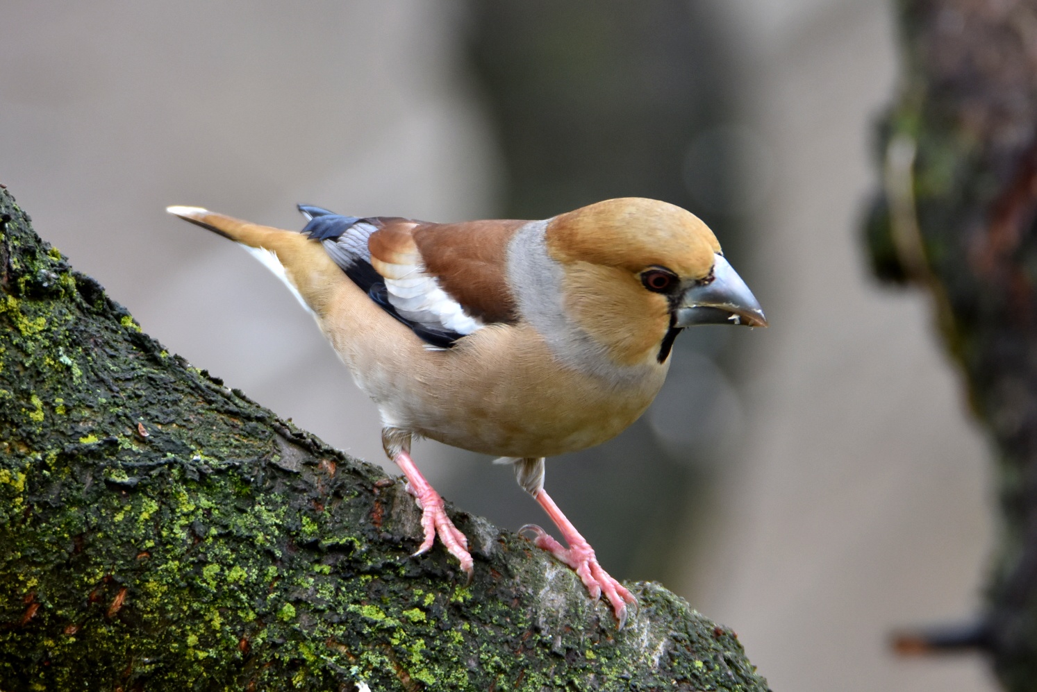 Grosbeak