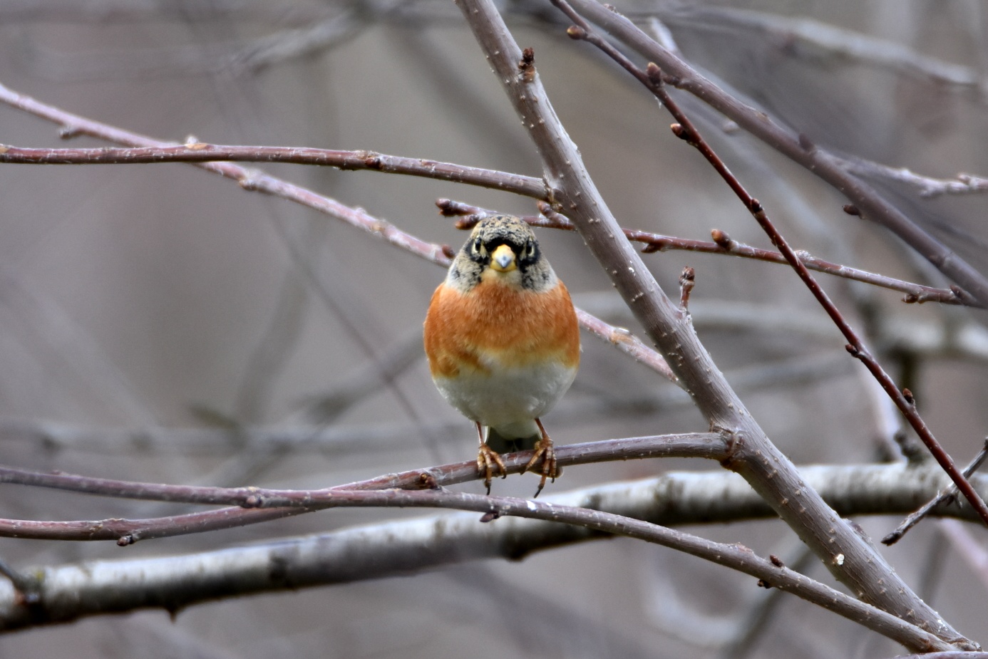 Brambling
