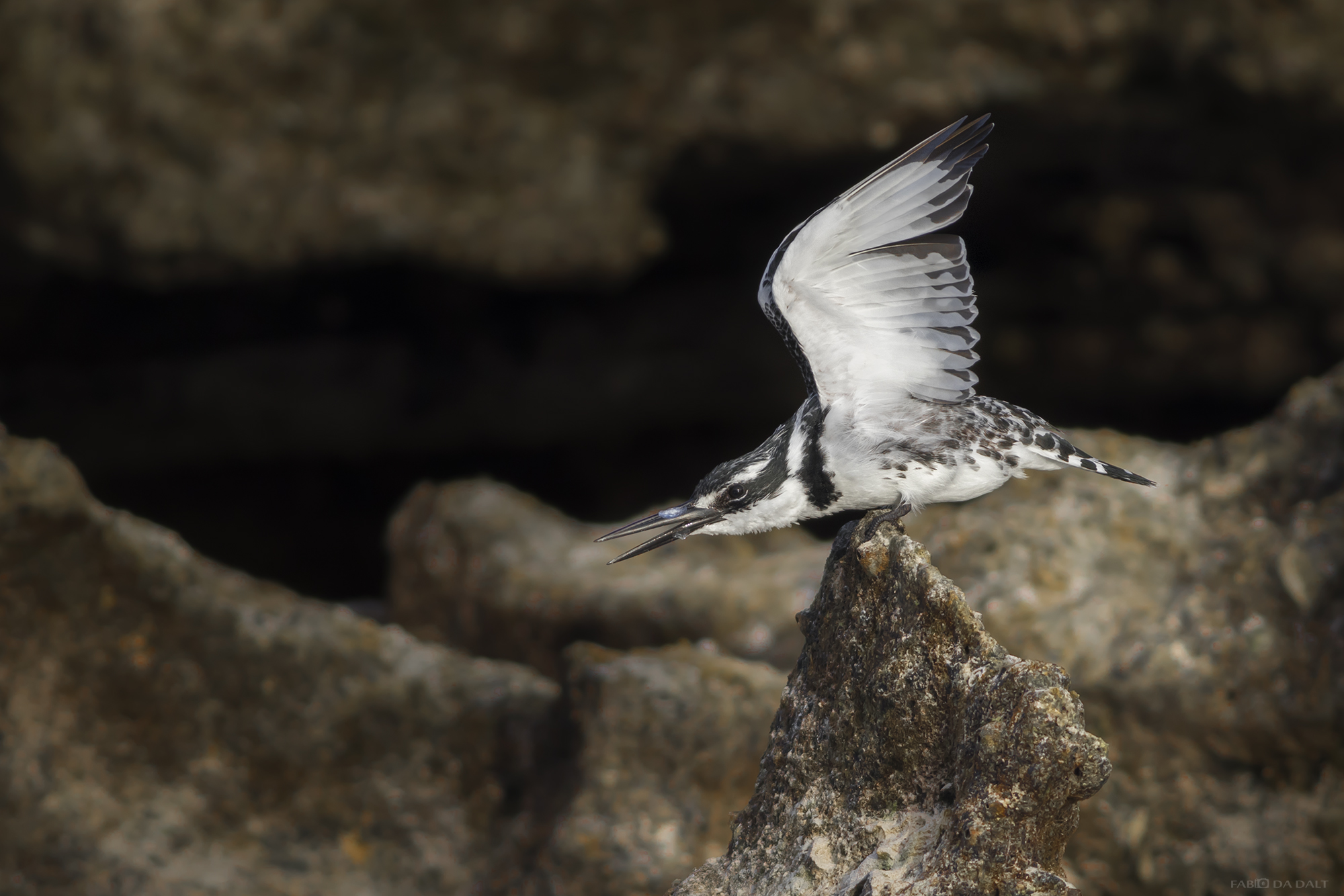 Martin Pescatore Bianco e Nero