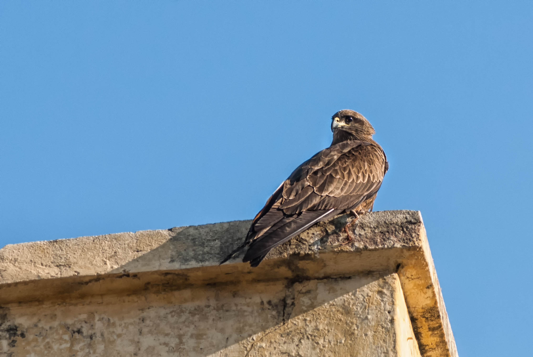 Rapace cittadino