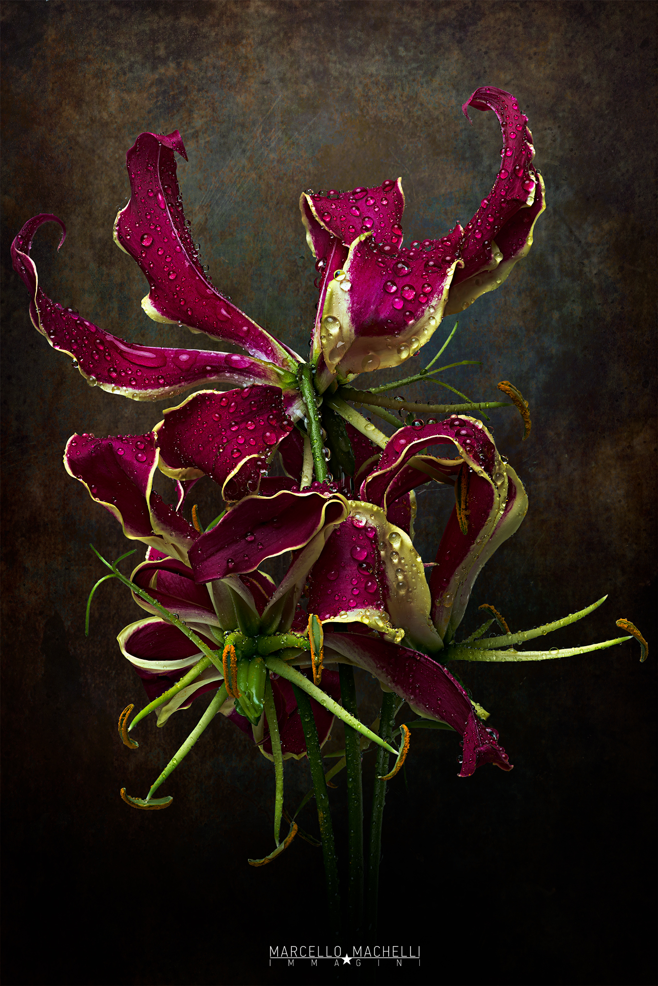 Gloriosa