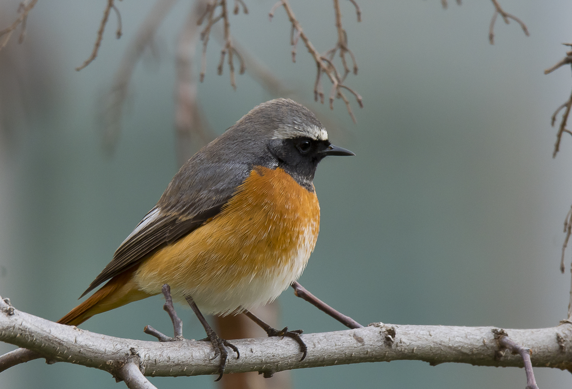 Maschio di codirosso