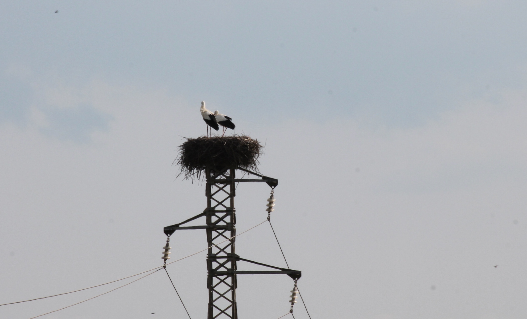 THE storks