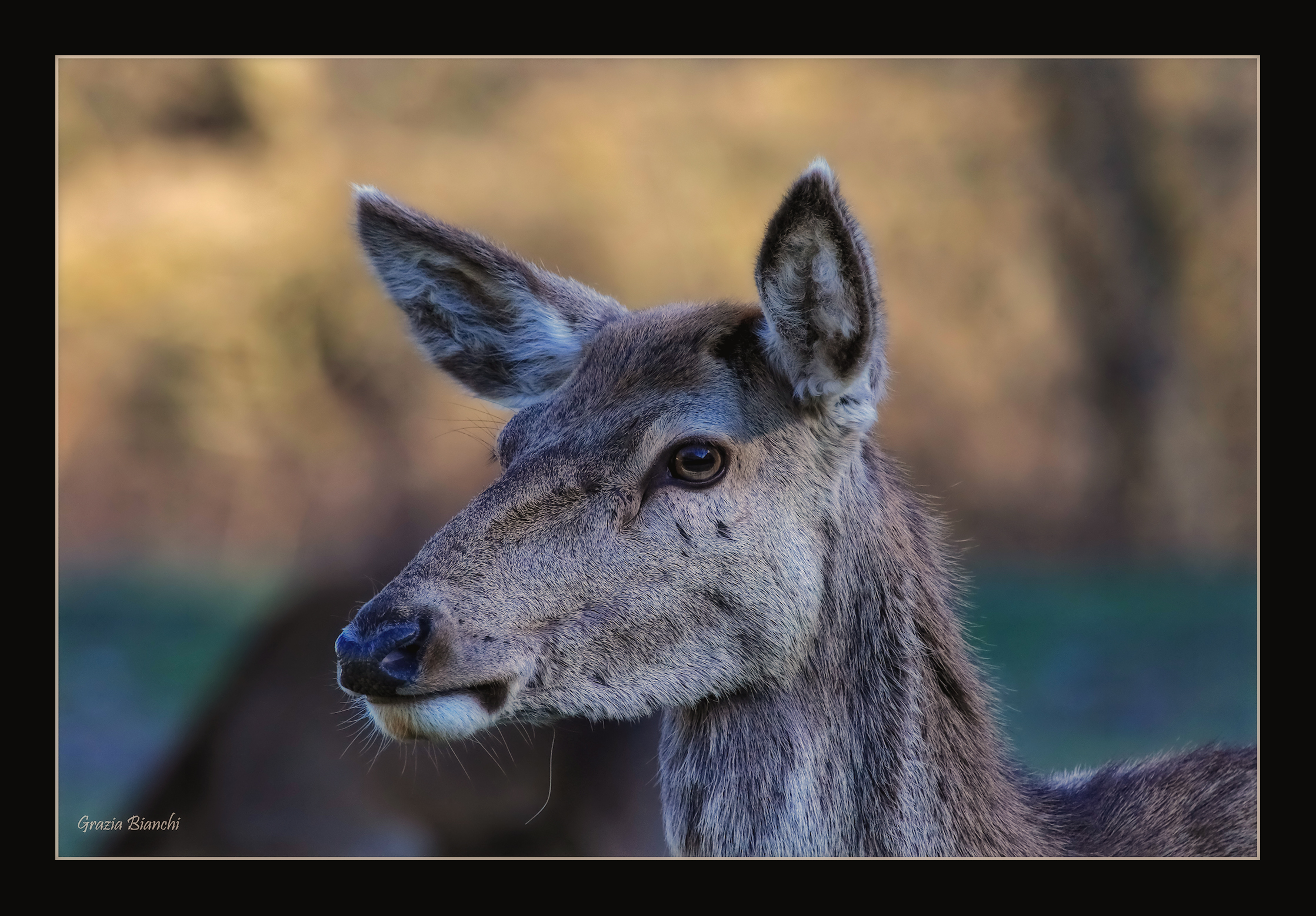 female deer - Parco d'Abruzzo