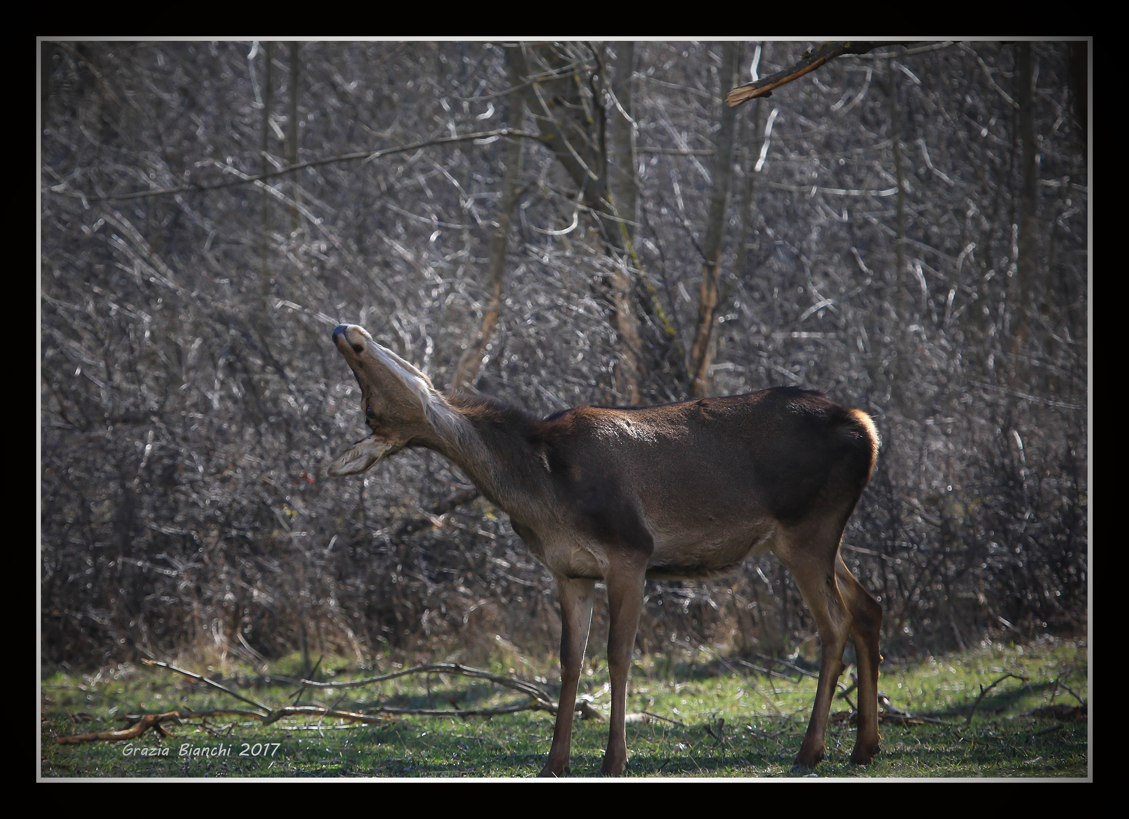 Female of deer - Parco d'Abruzzo