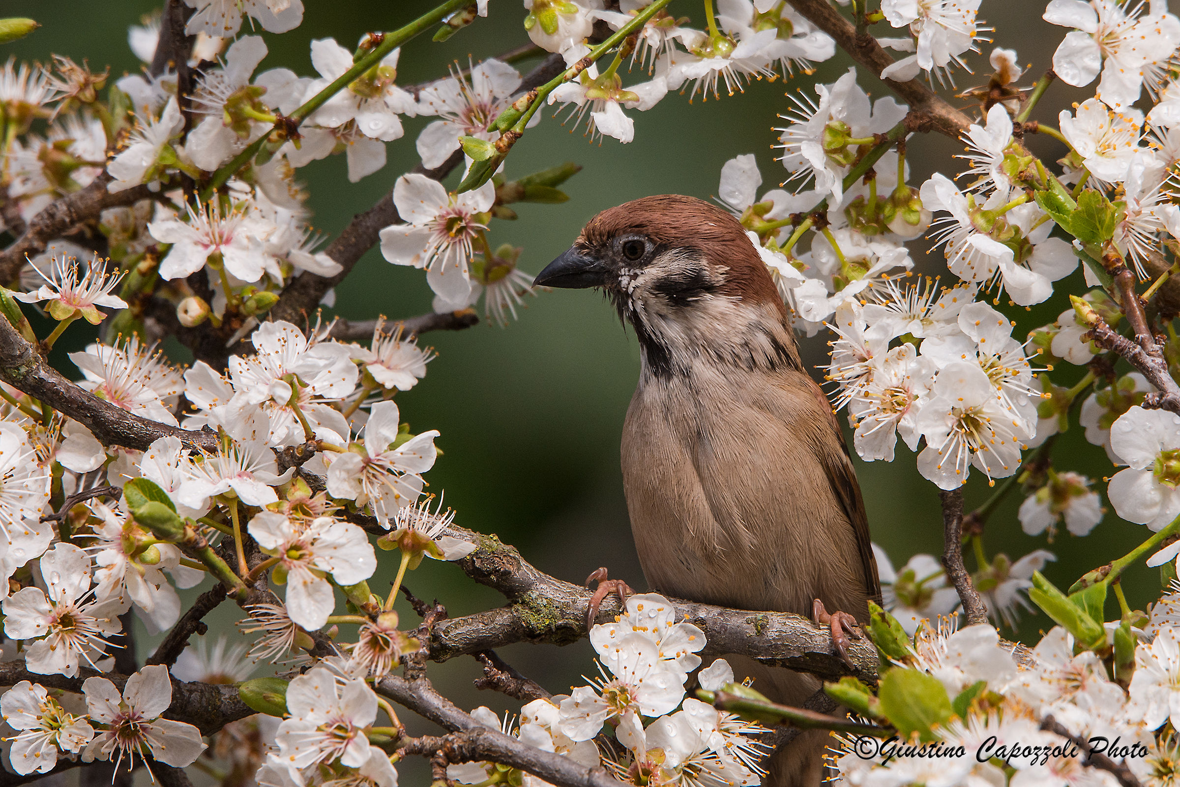 The spring is coming