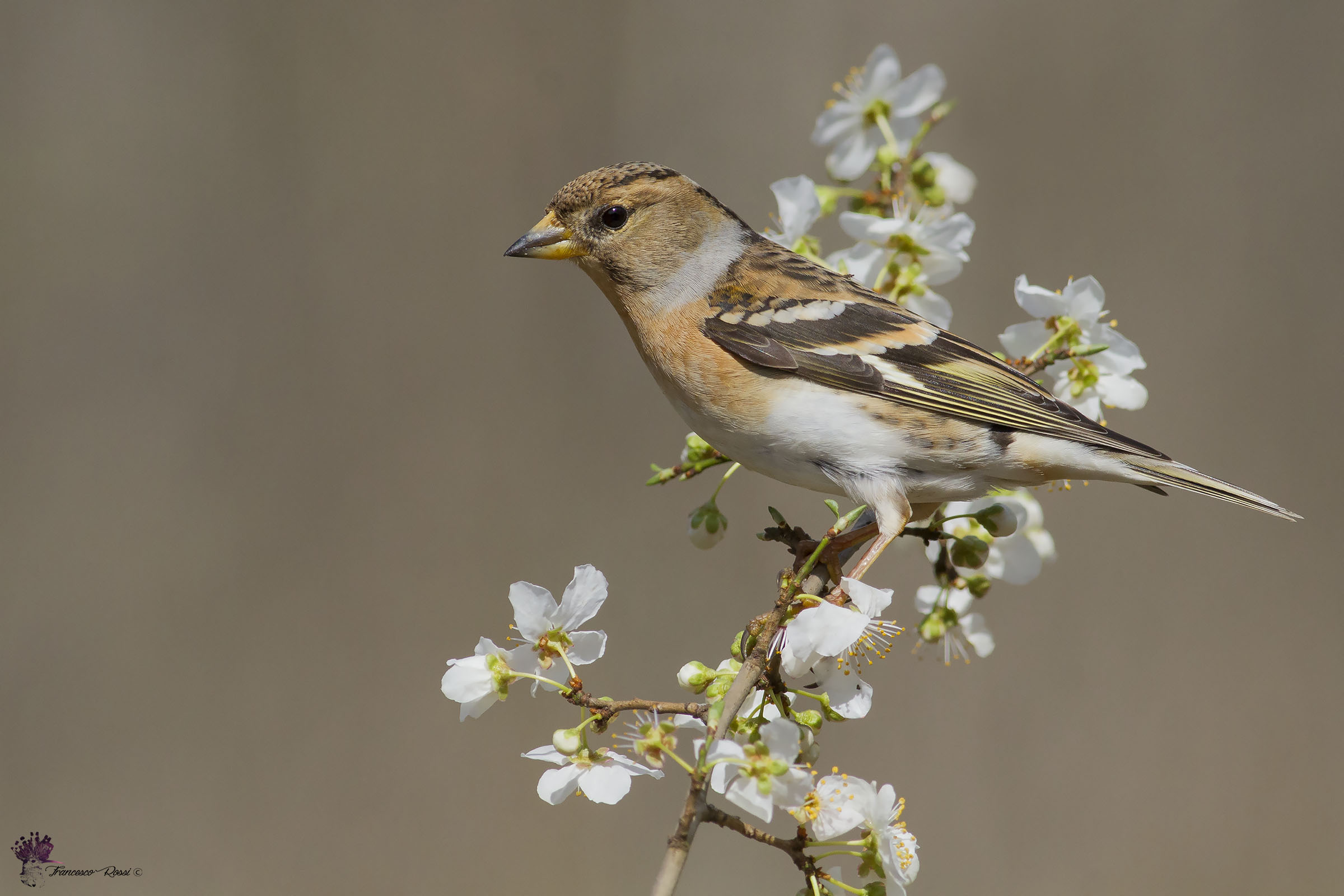Peppola and the first hints of Spring ...