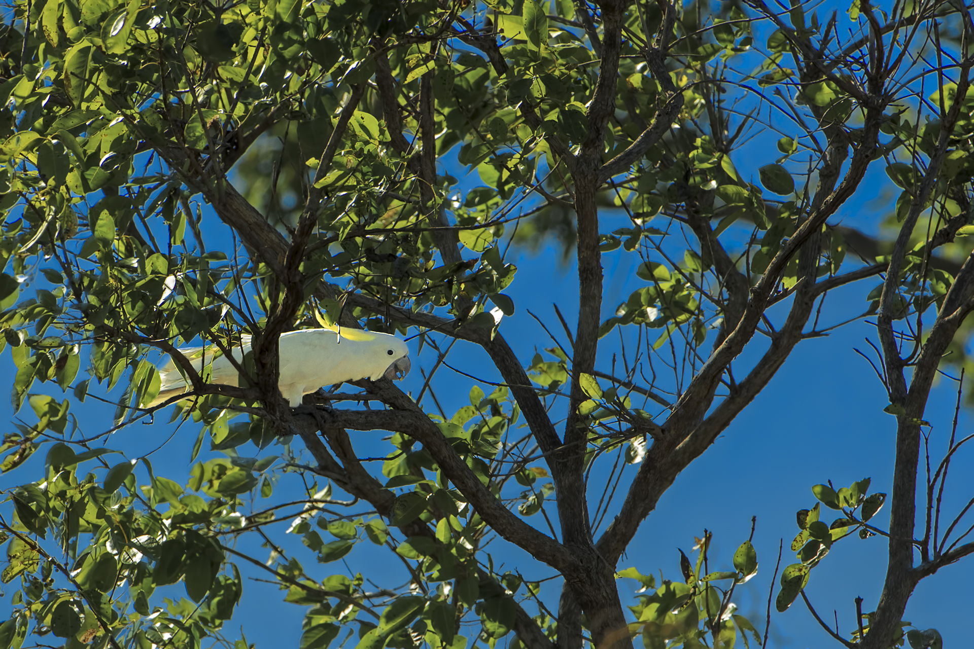 Cacatua galerita (Cacatua crestazolfo)