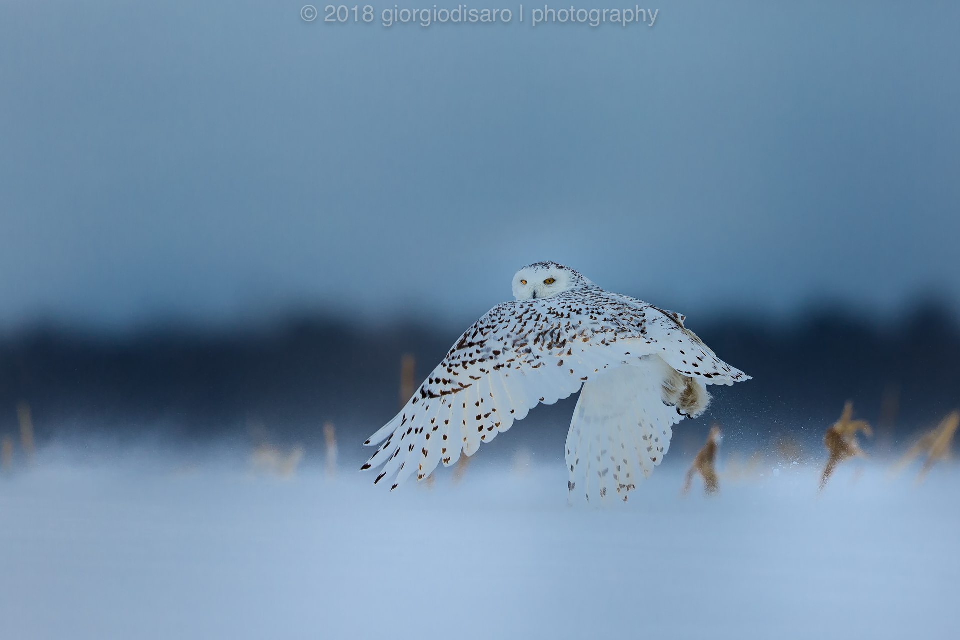 Snowy Owl 11