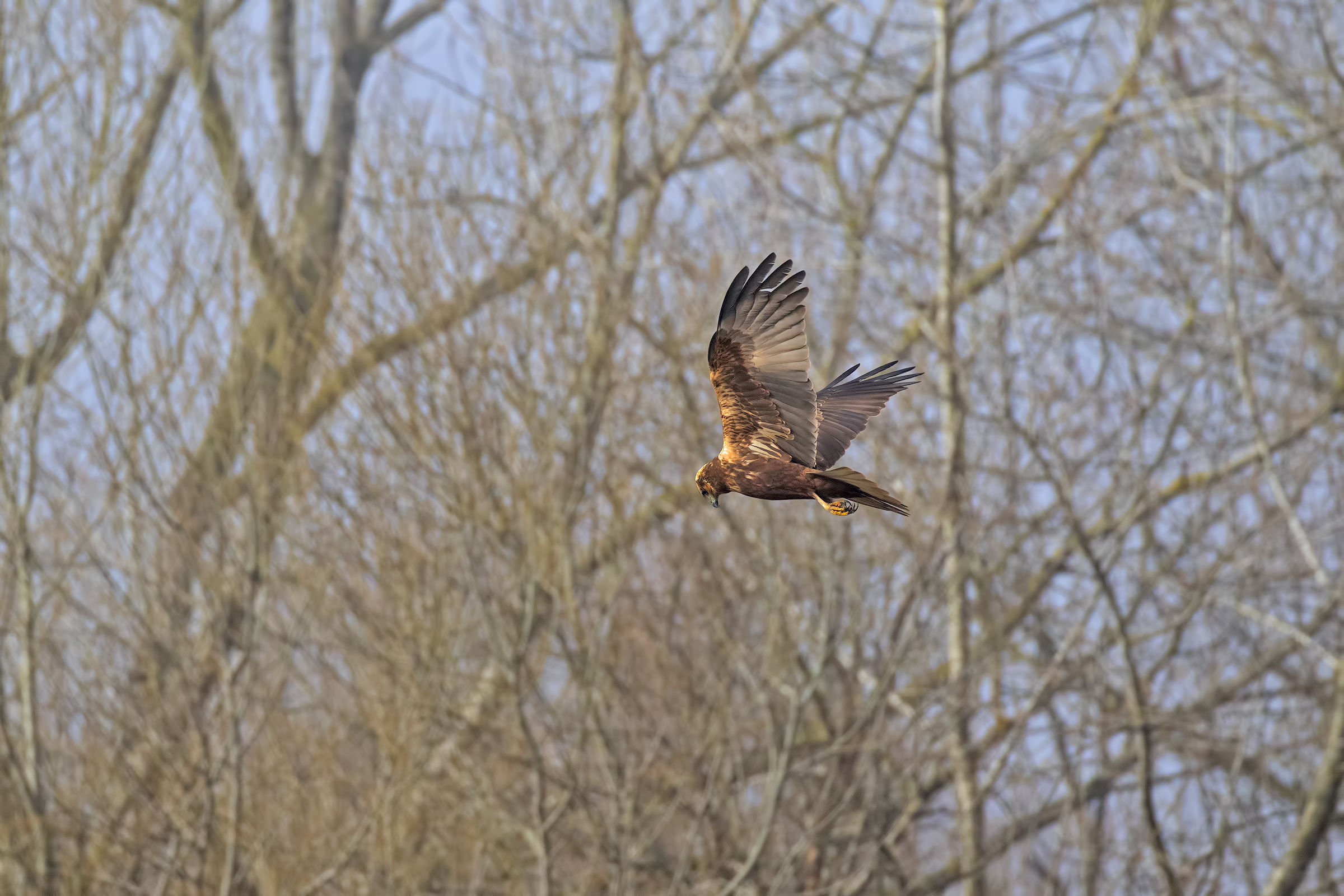 Falco di Palude a Caccia