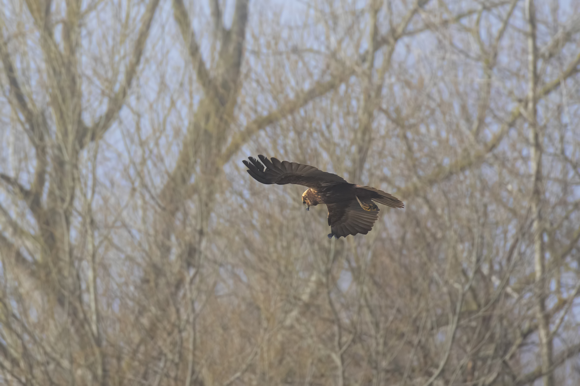 Swamp Falcon the Circle