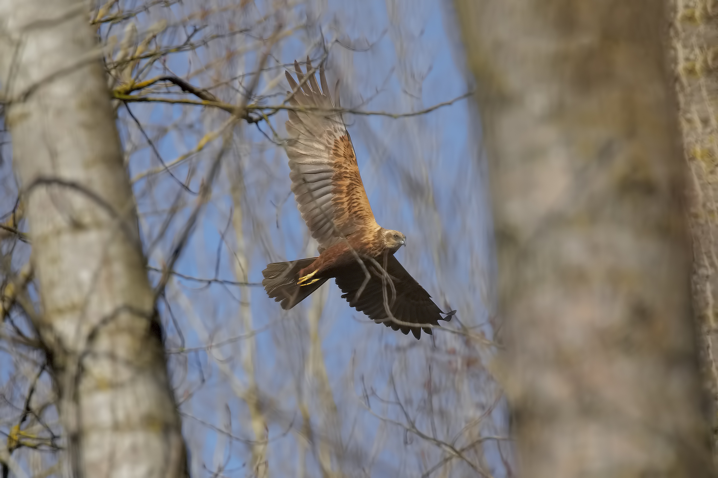 Fala di Palude hunting in the bush