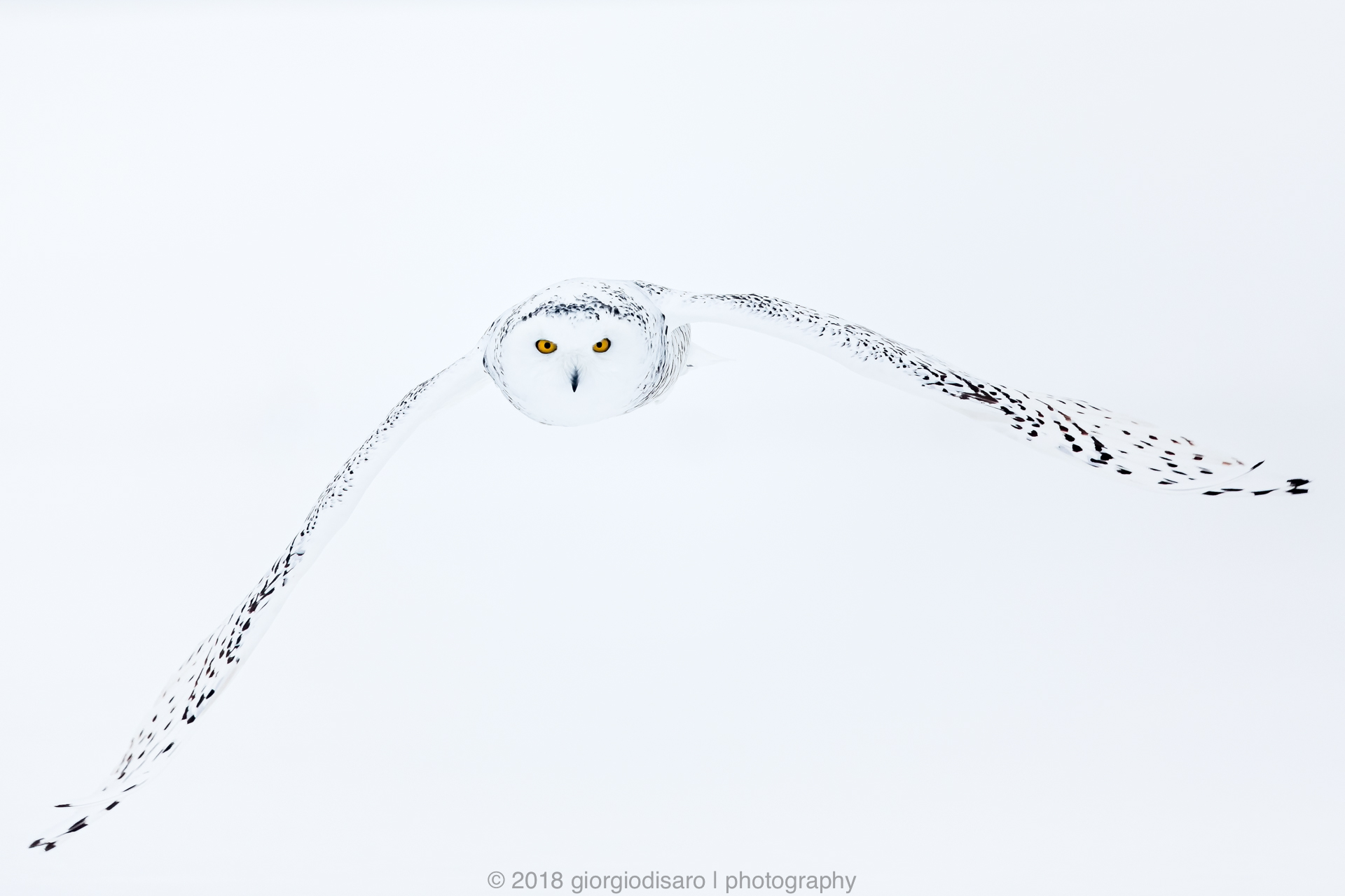 Snowy Owl high-key