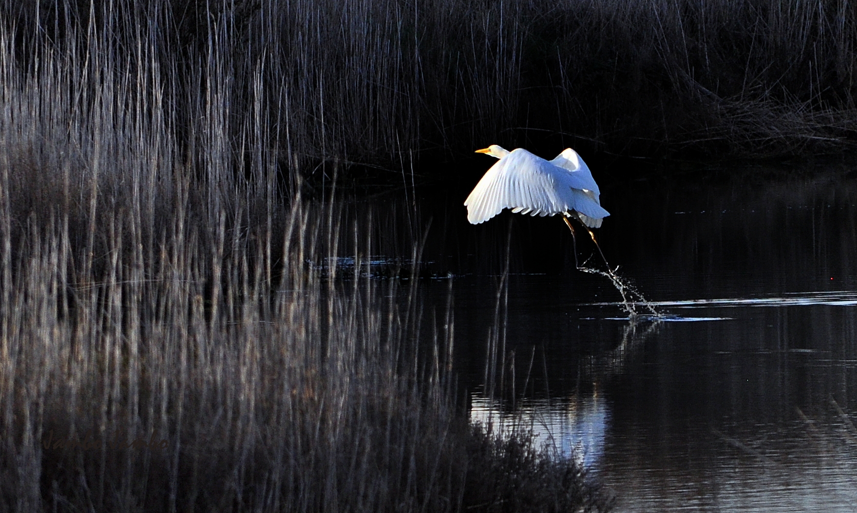 Airone bianco maggiore
