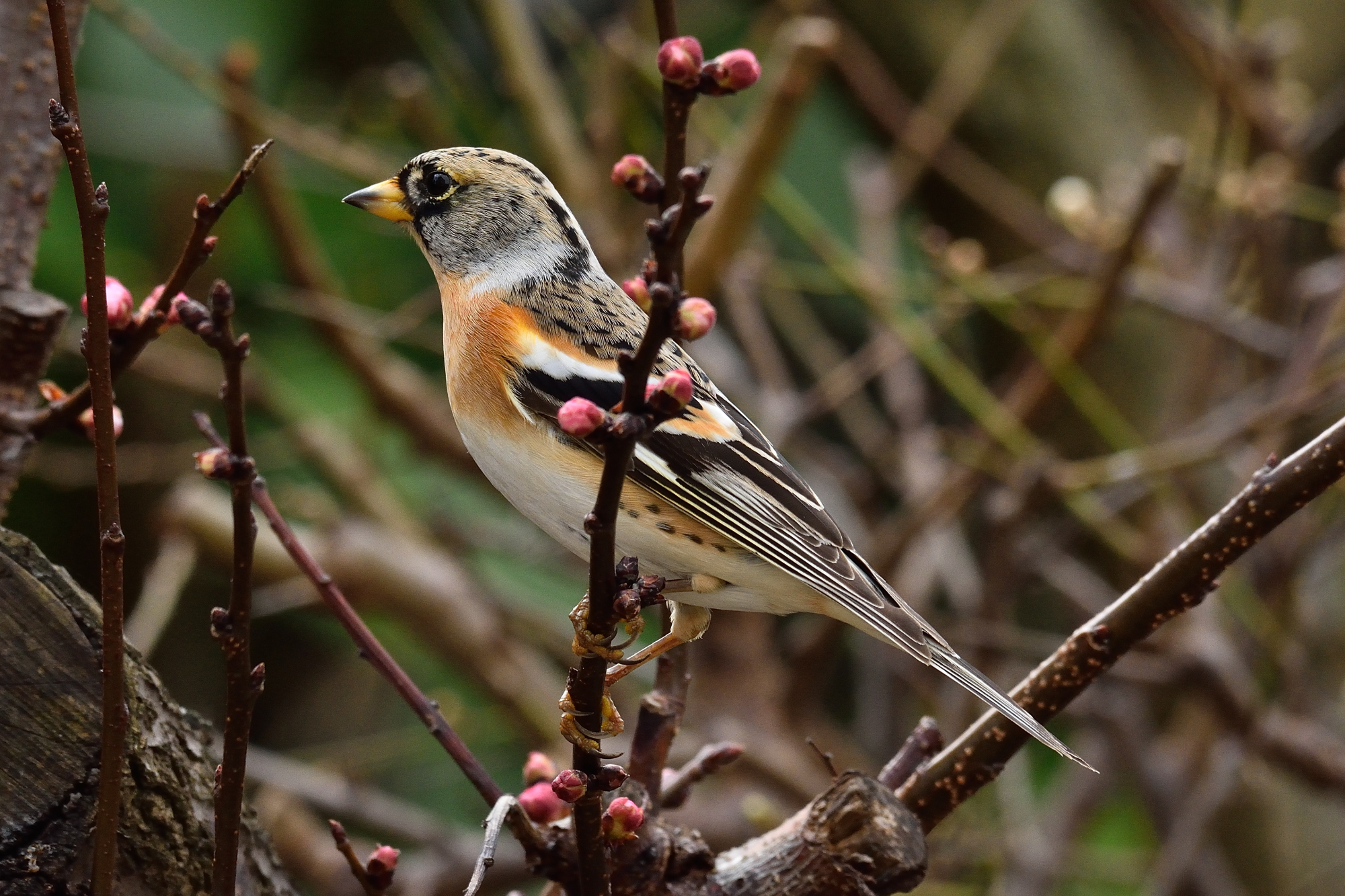 Brambling