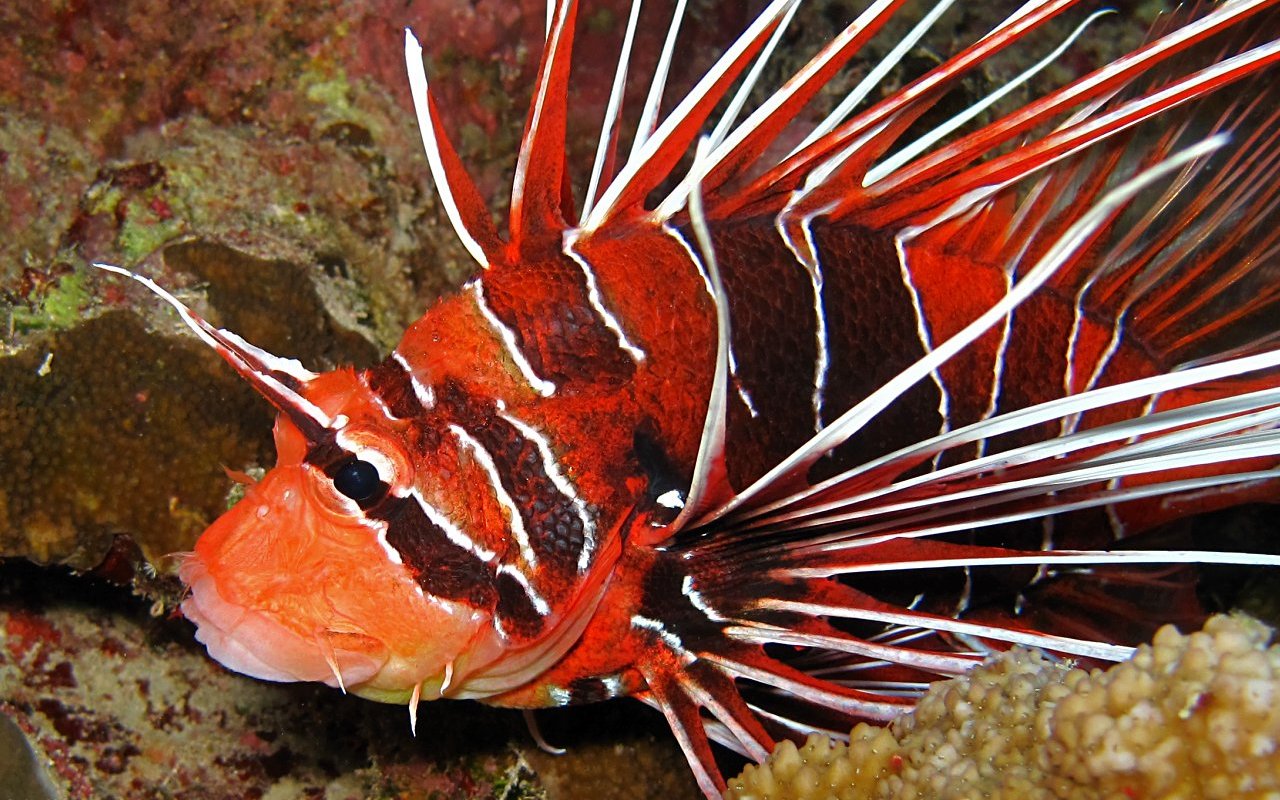Lion fish 57