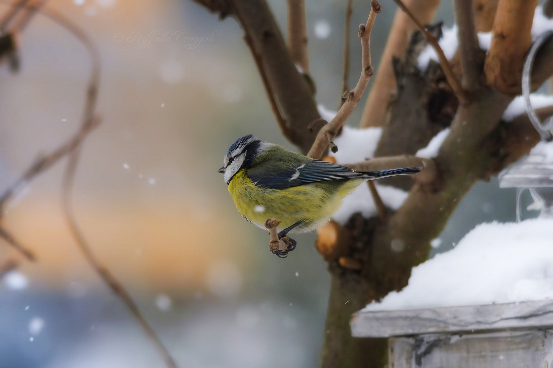 La fiaba continua....