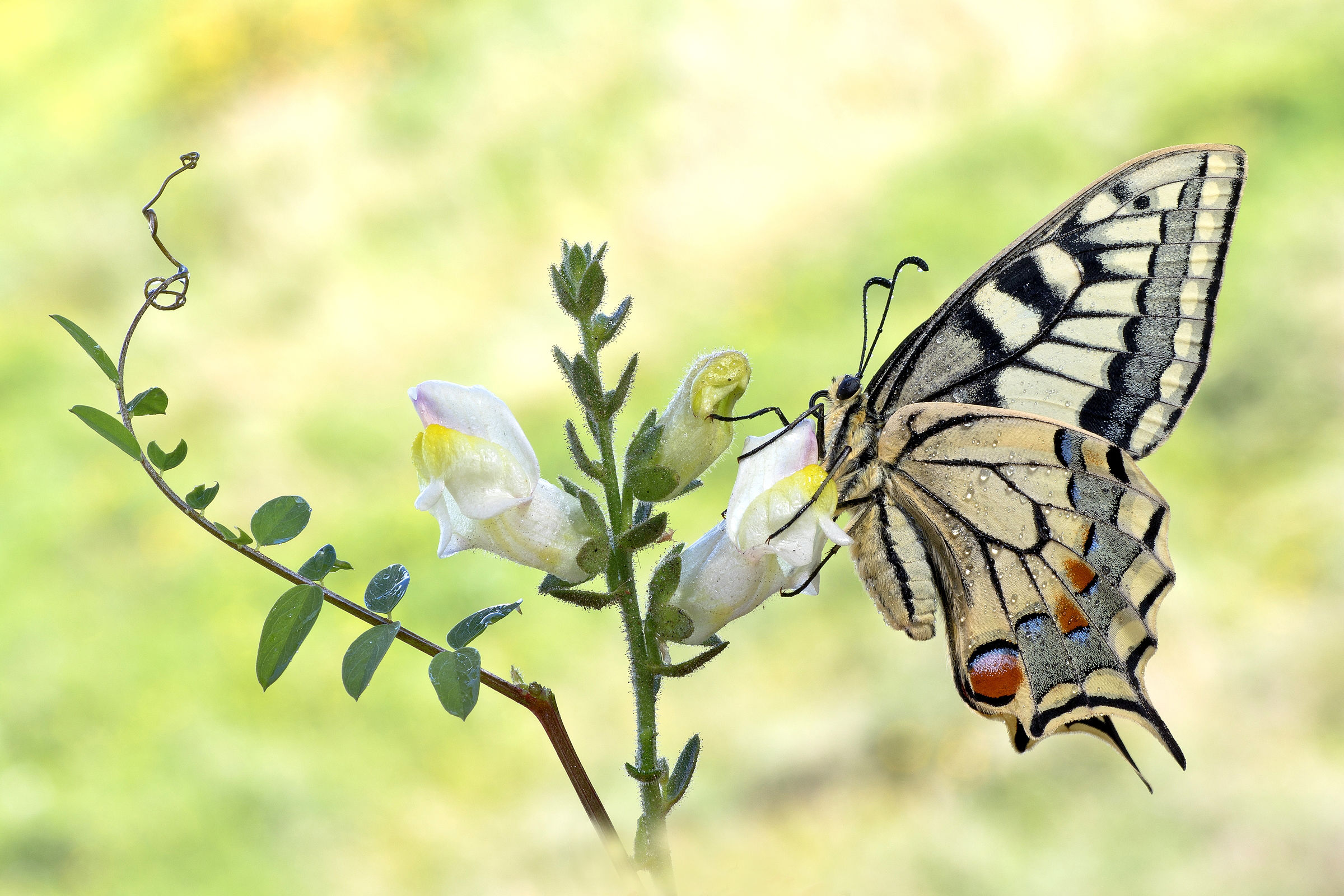 Papilio Machaon.