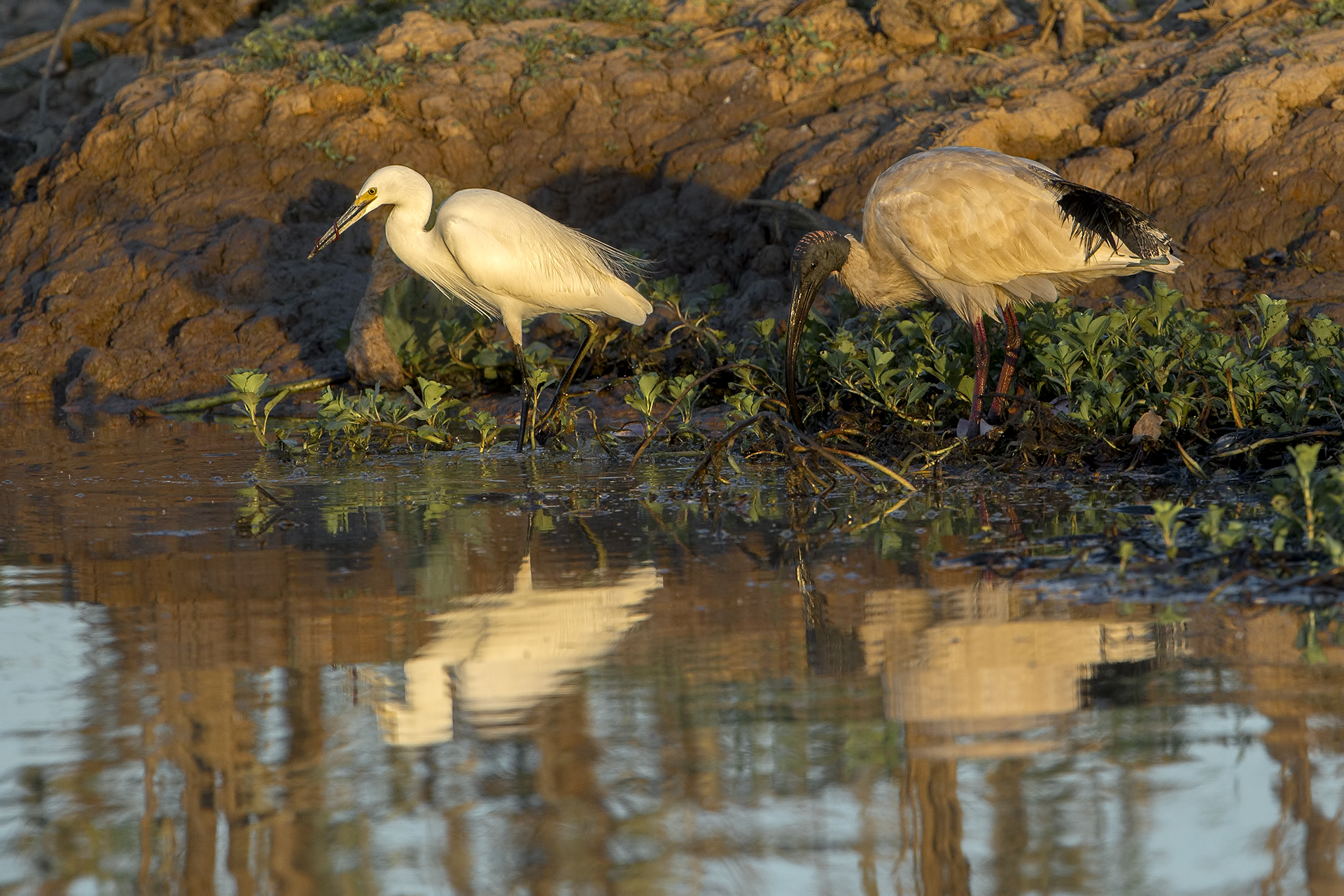 Ardea Intermedia e Threskiornis Moluccus