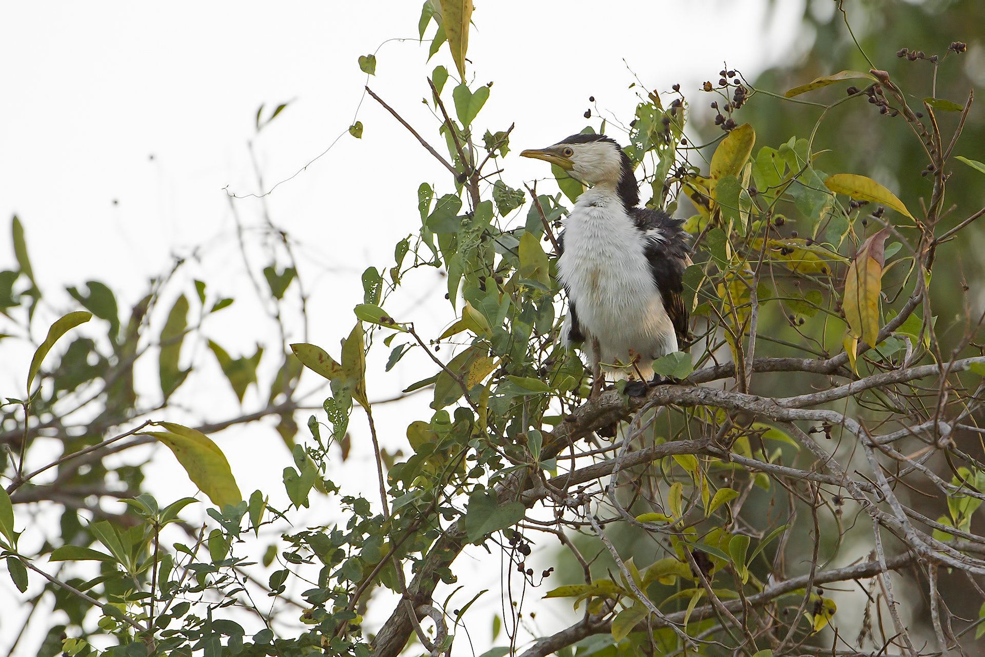 Phalacrocorax melanoleucos(Cormorano bianconero minore)