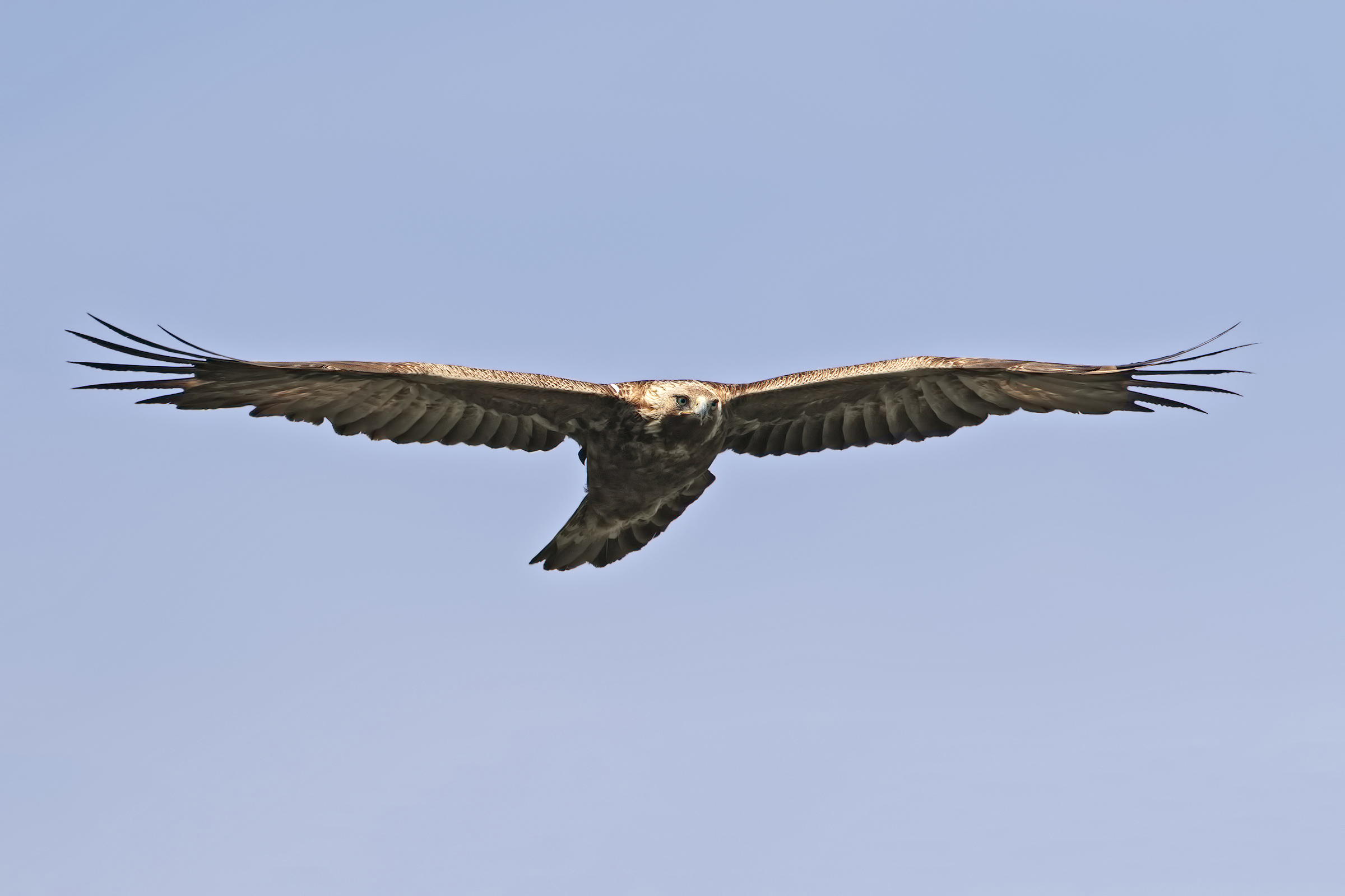 Golden eagle in front flight