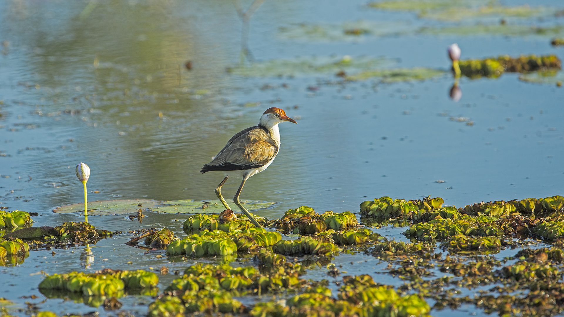 IrediparraGallinacea (Jacana crestata) juv.