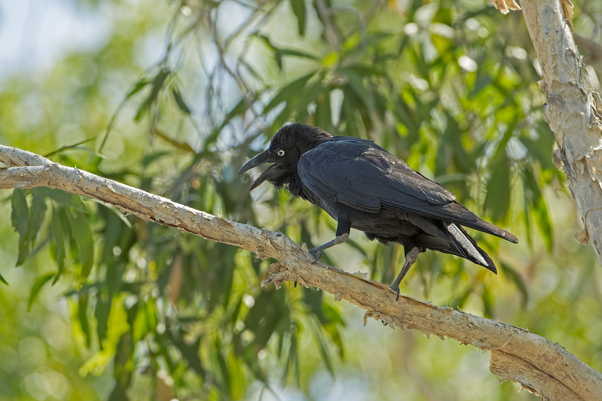 CorvusCoronoides (Corvo imperiale australiano)