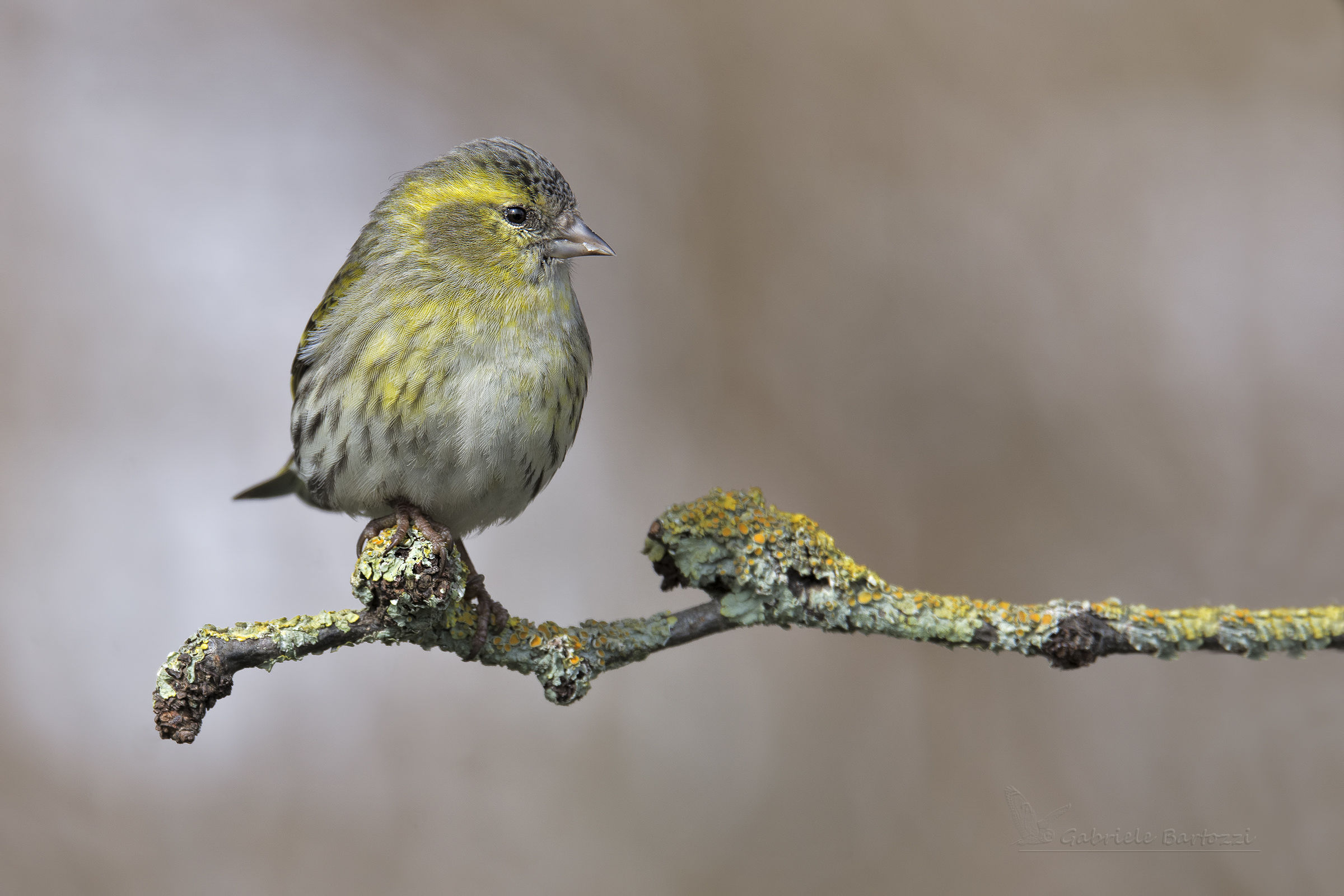 Female Siskin