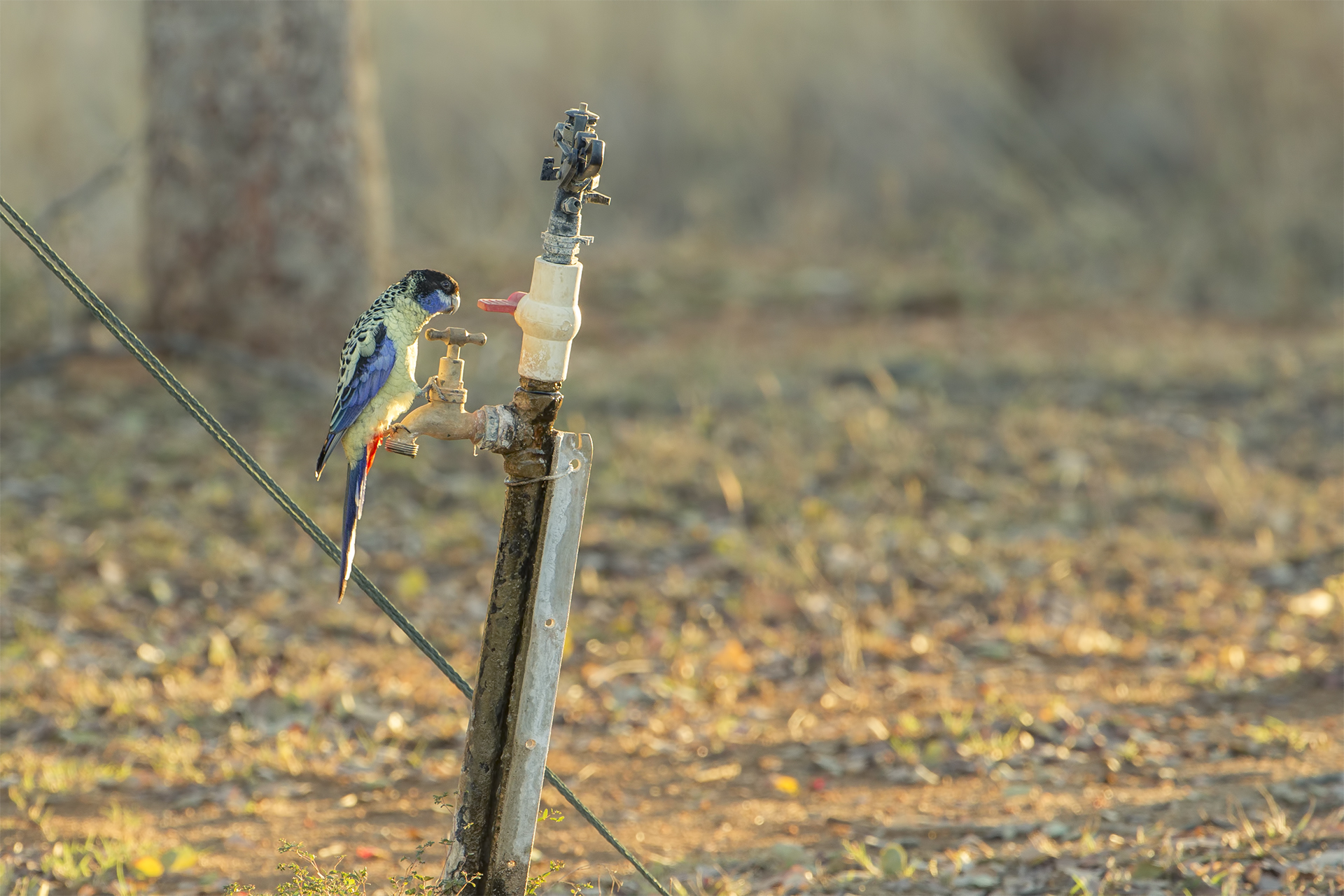 Platycercus venustus (Rosella settentrionale)