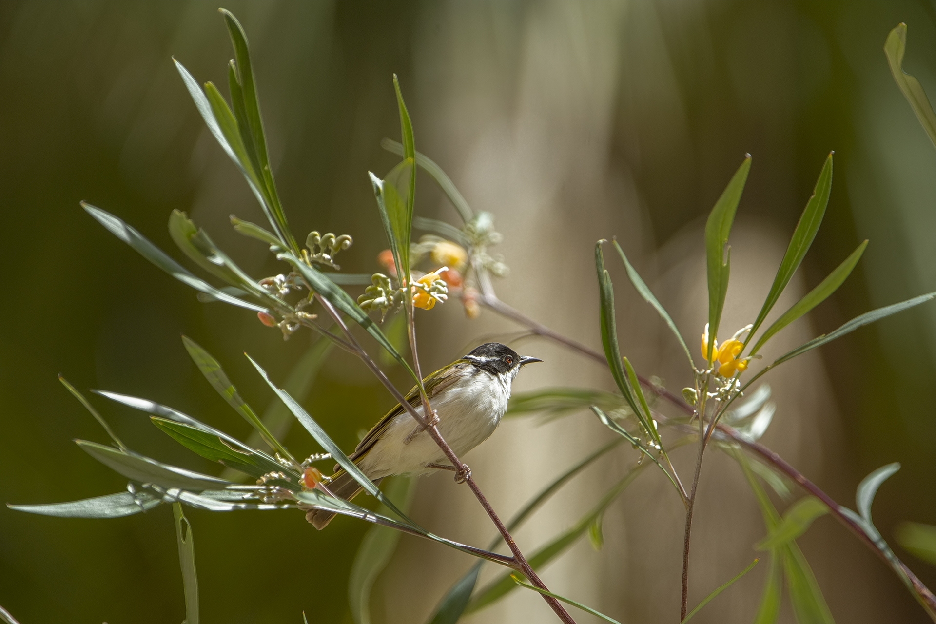Melithreptus albogularis (Succiamiele golabianca)