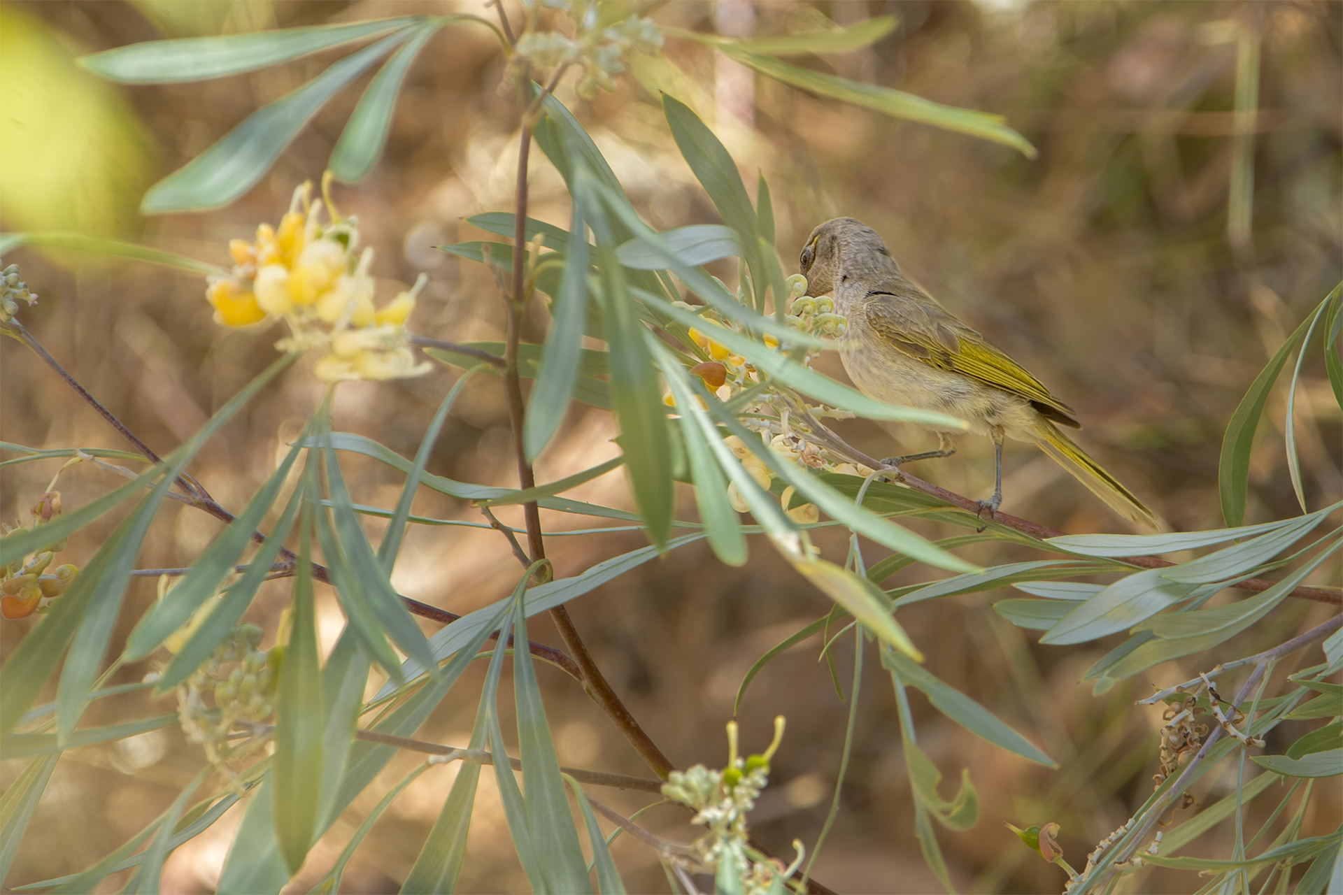Lichmera indistincta (Succiamiele bruno)