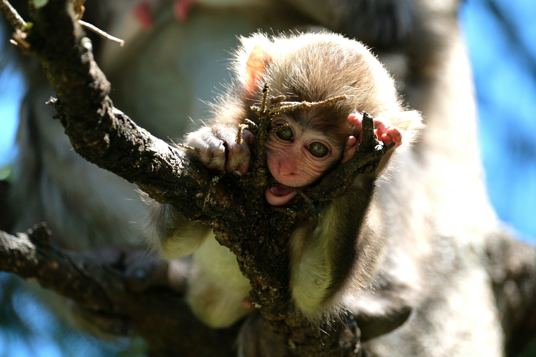 Piccolo di macaco di montagna giapponese
