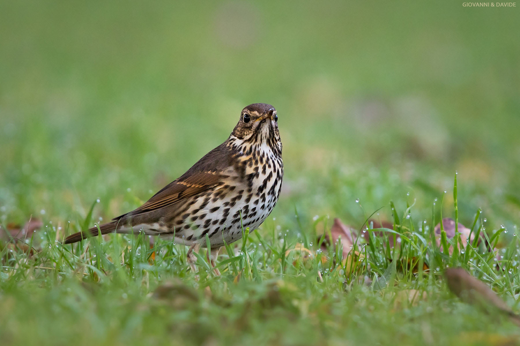 .... They arrived ....