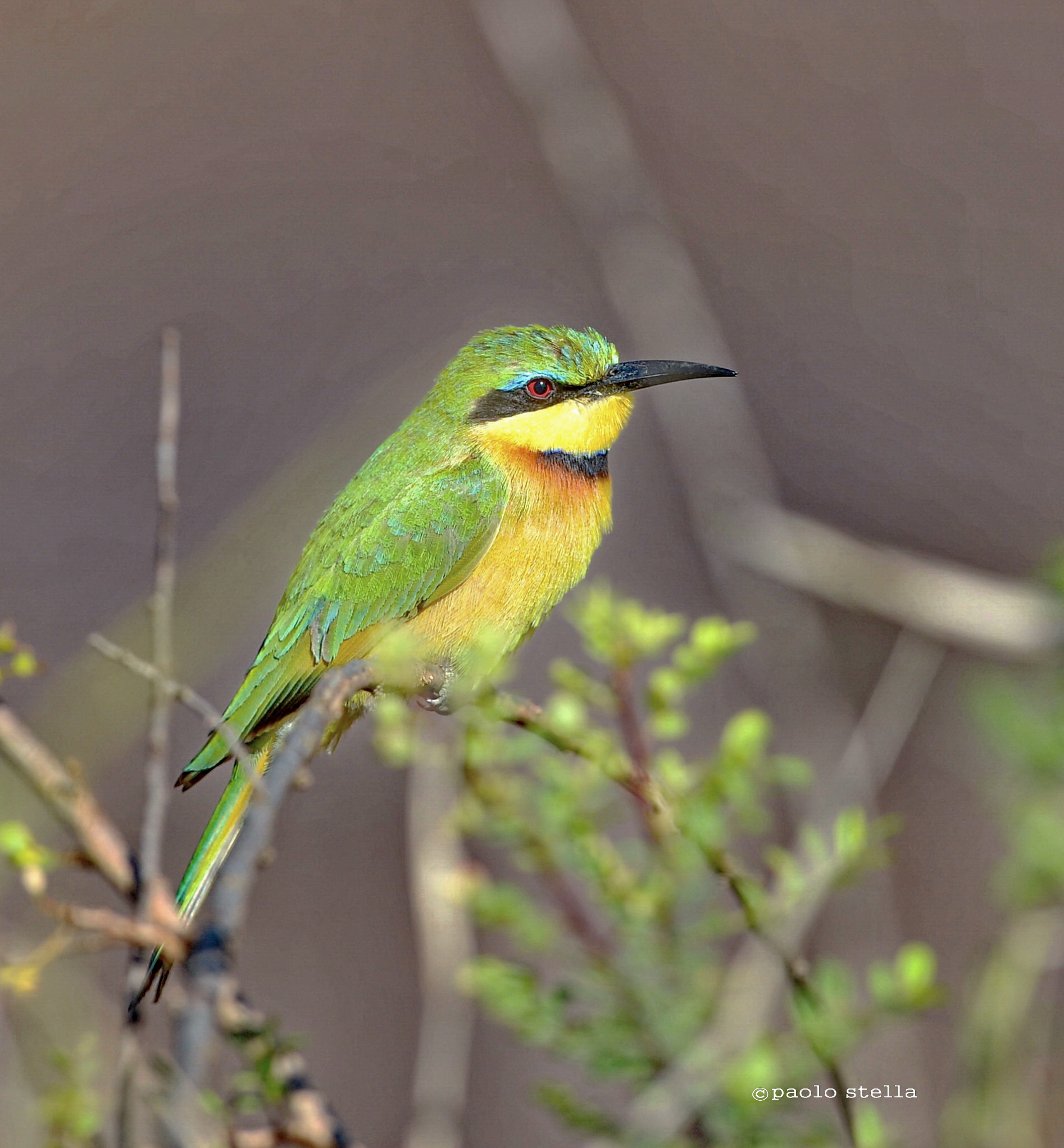 bee eater
