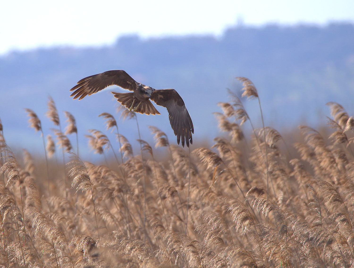 Female swamp hawk