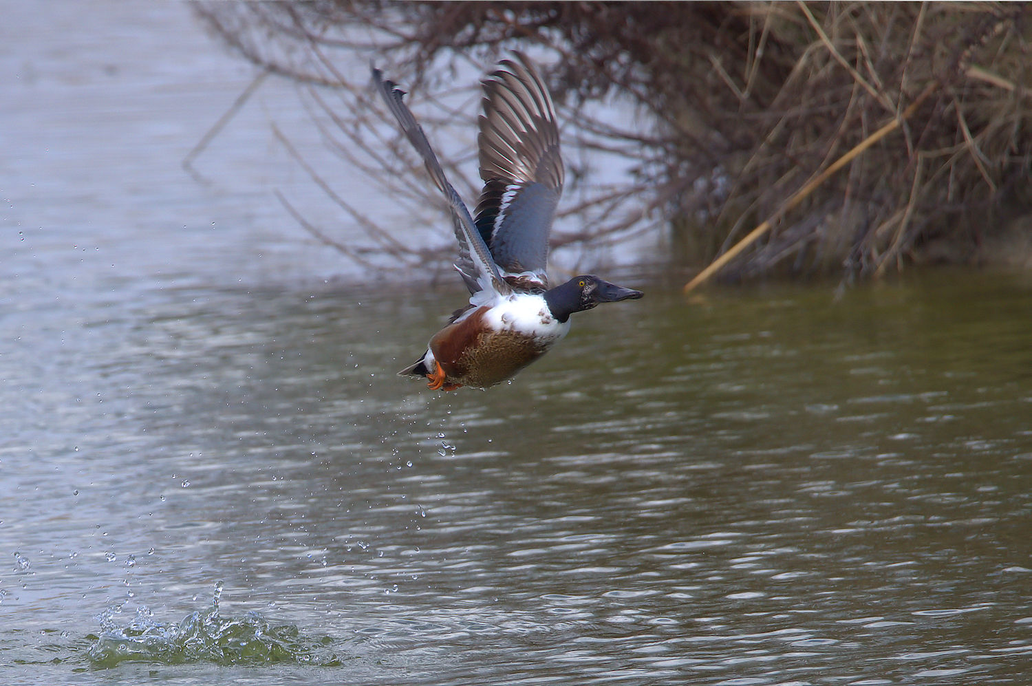 Male shoveler