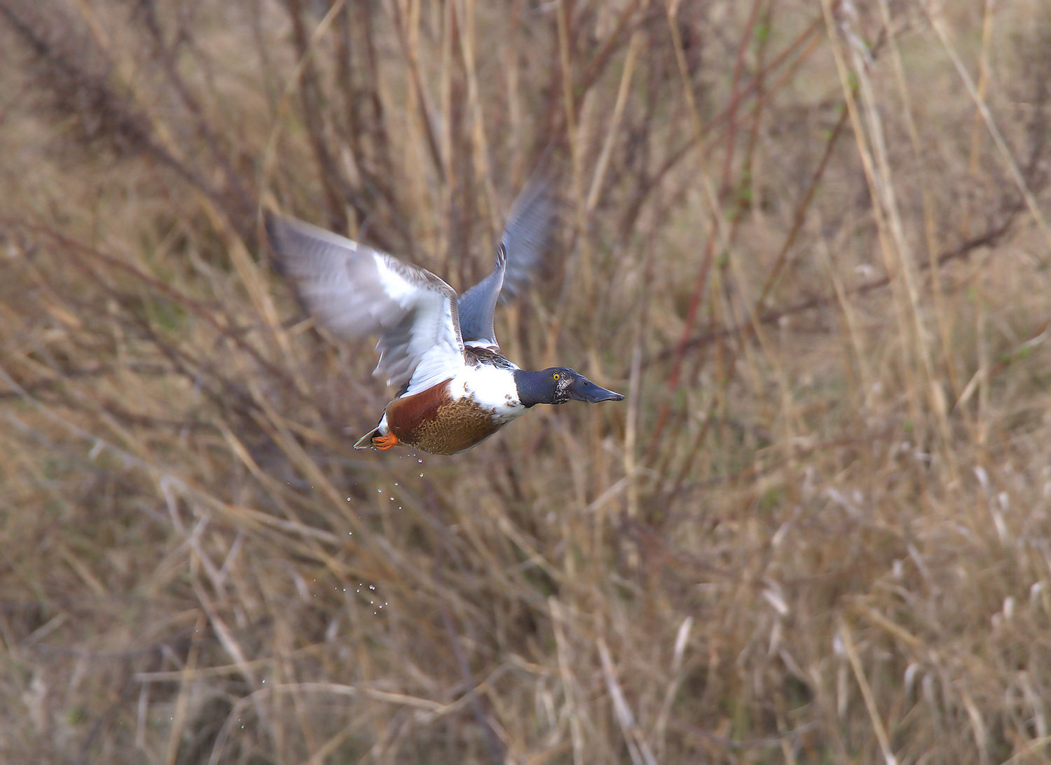 Male shoveler