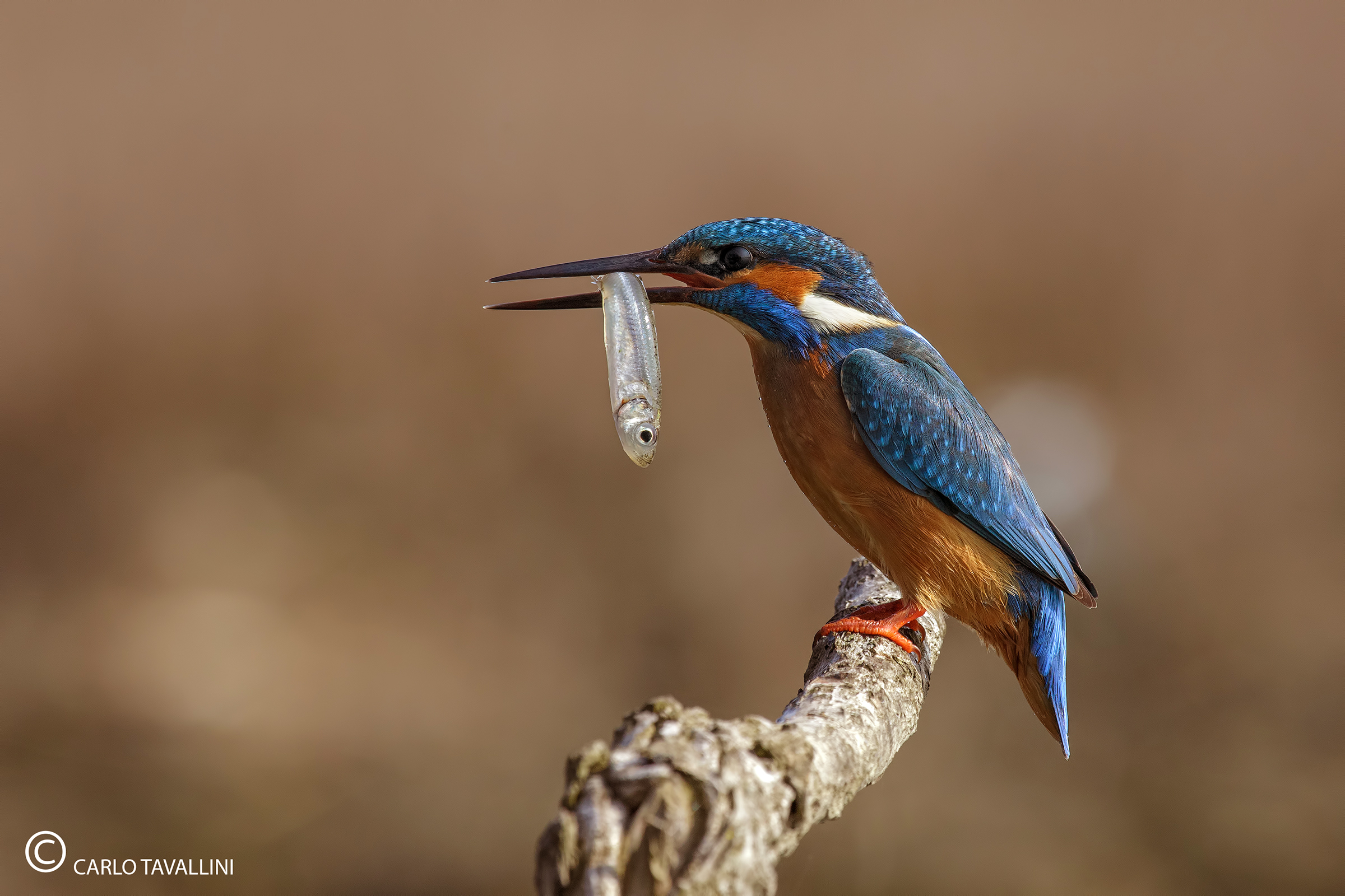 Kingfisher