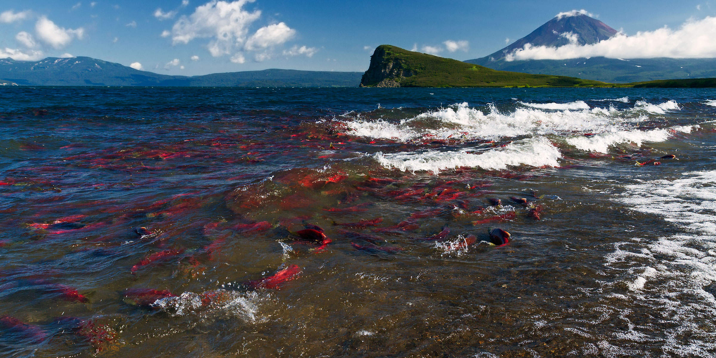 The sea surge of salmon