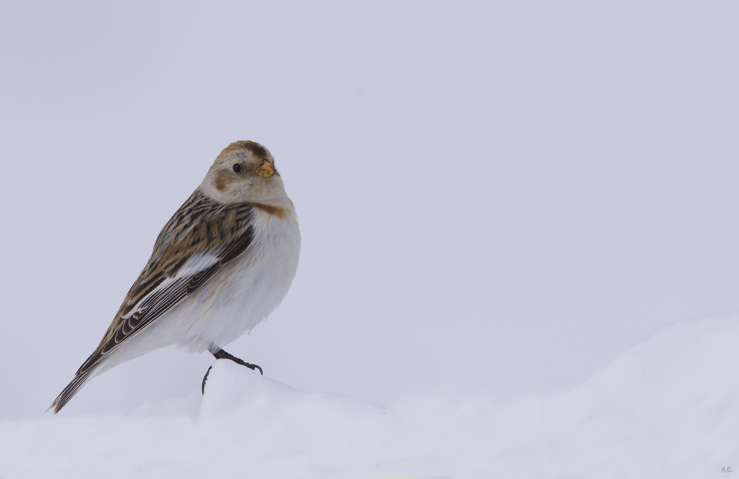 Snow bunting