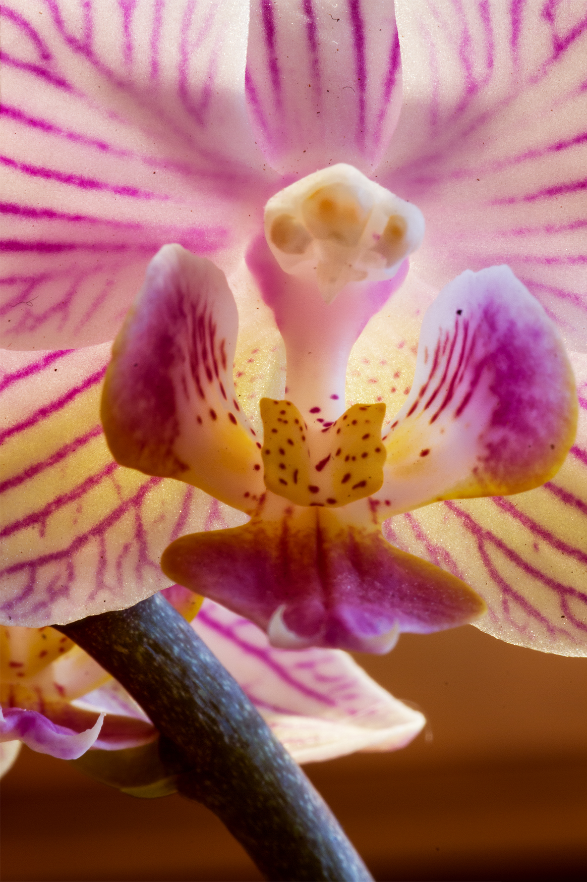 orchid (focus stacking test without micro slide ...)